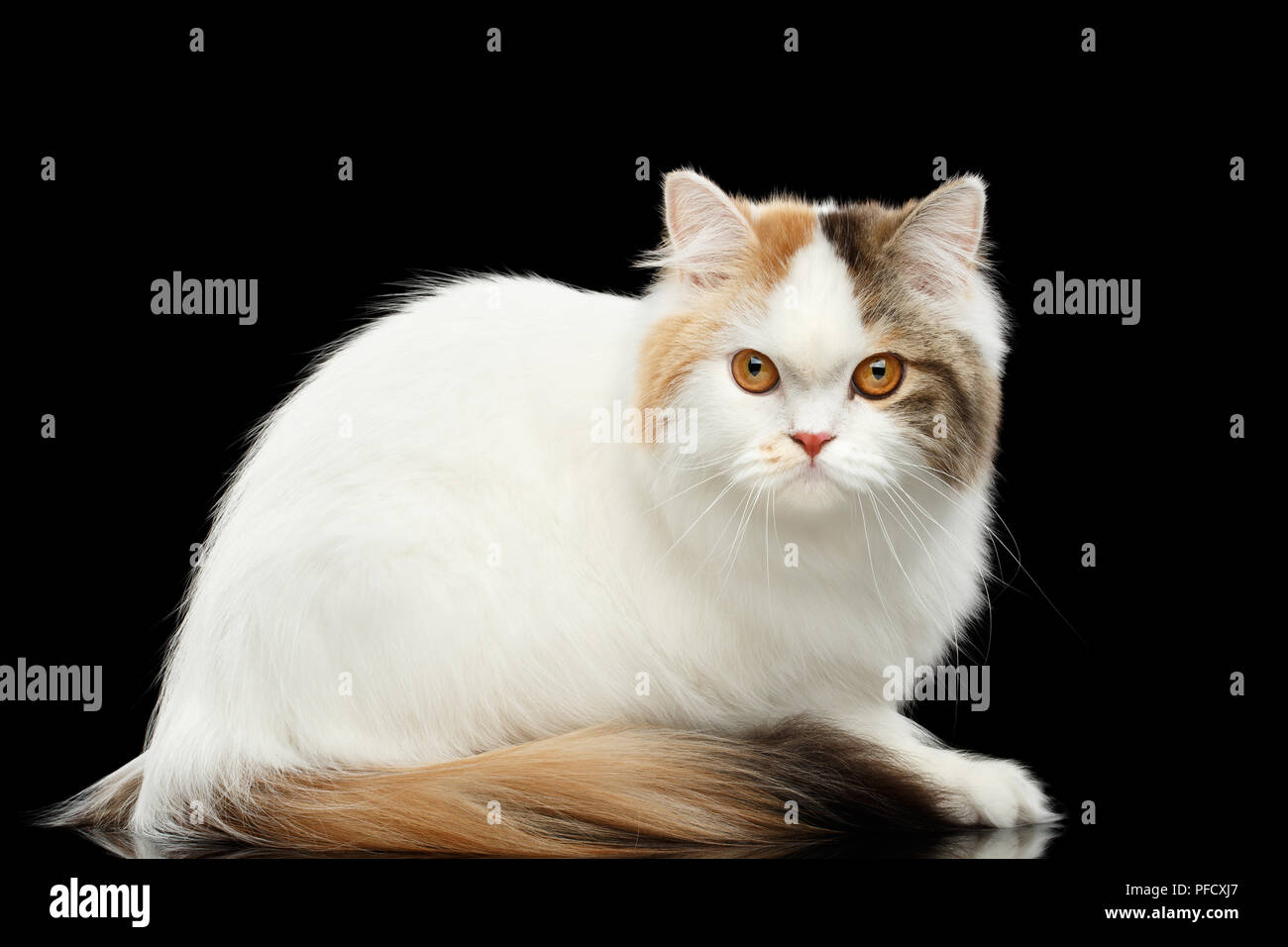 Retrato de Mad Scottish Highland recto Cat, blanco con rojo el color de piel, sentarse y miradas curiosas, aislado fondo negro, vista lateral, Grumpy F Foto de stock