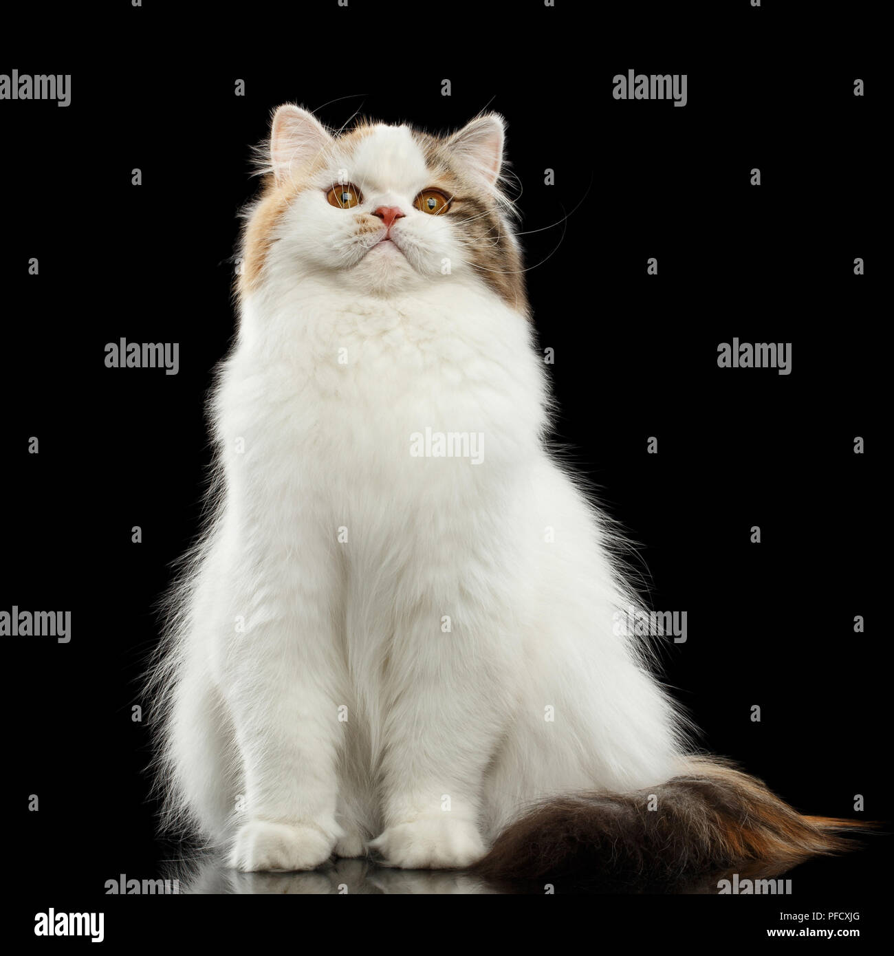 Gracioso retrato de enojado Scottish Highland recto Cat, blanco con rojo el color de piel, sentarse y miradas curiosas, aislado fondo negro, vista frontal, Foto de stock