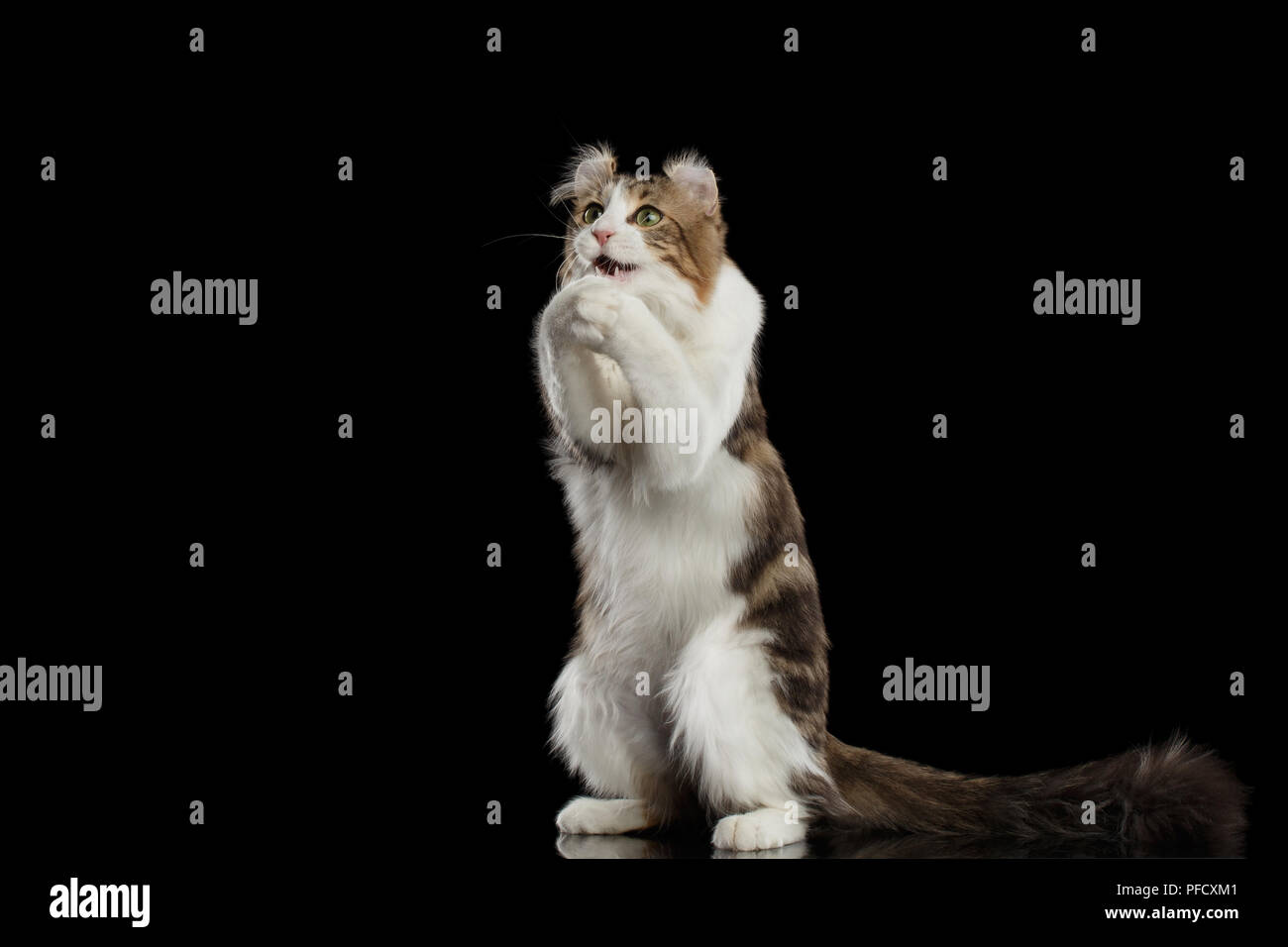 Gracioso rizo americano raza de gato con orejas torcidas, de pie sobre las patas traseras y atrapar a sus zarpas como orar delante del fondo aislado negro Foto de stock