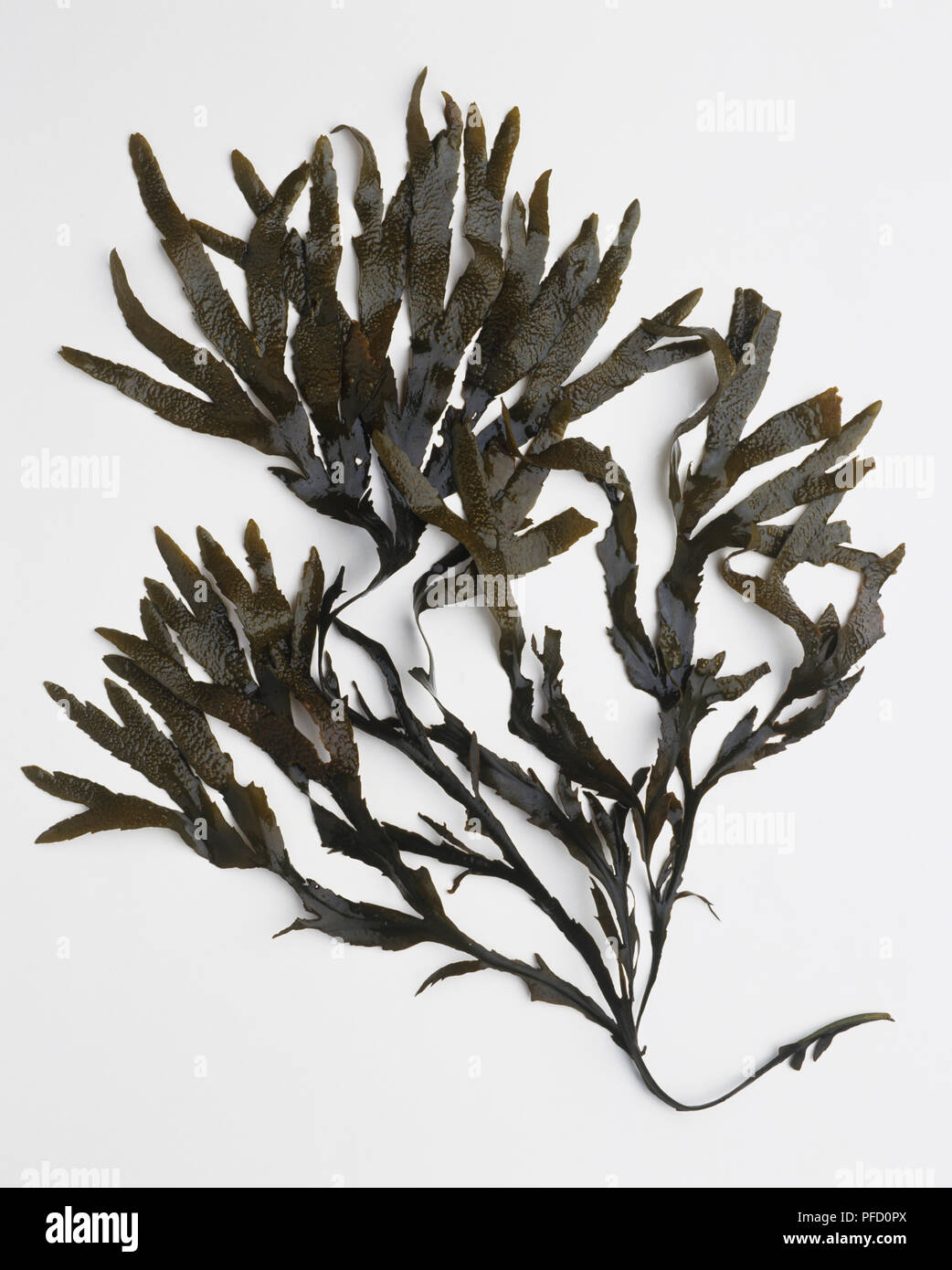 Las frondas de algas, de cerca. Foto de stock