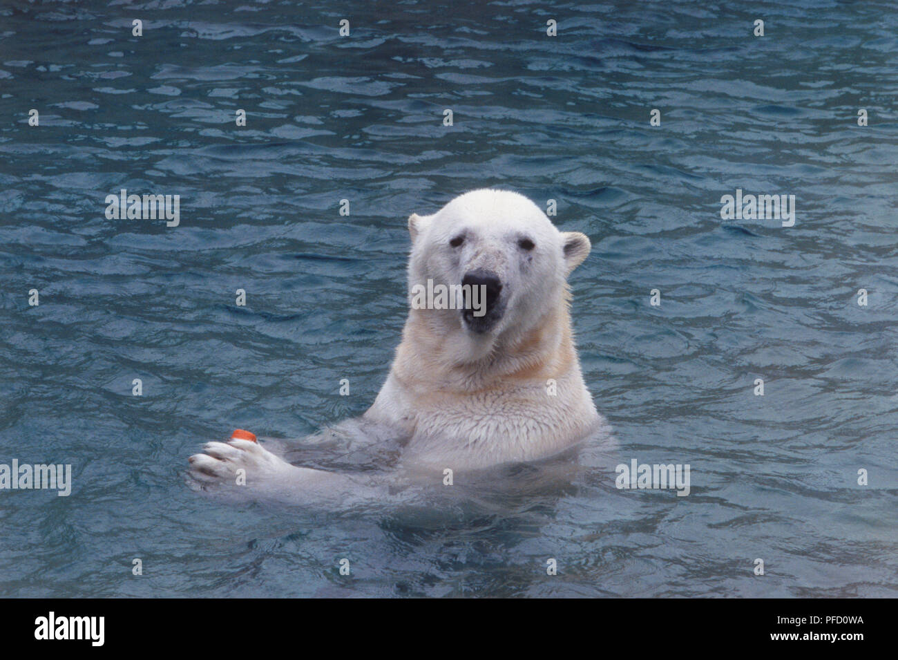 El oso polar (Ursus maritimus) de pie en el río con su cabeza por encima  del agua, las palmas de sus manos juntas como si aplauden, mirando a la  cámara, vista lateral