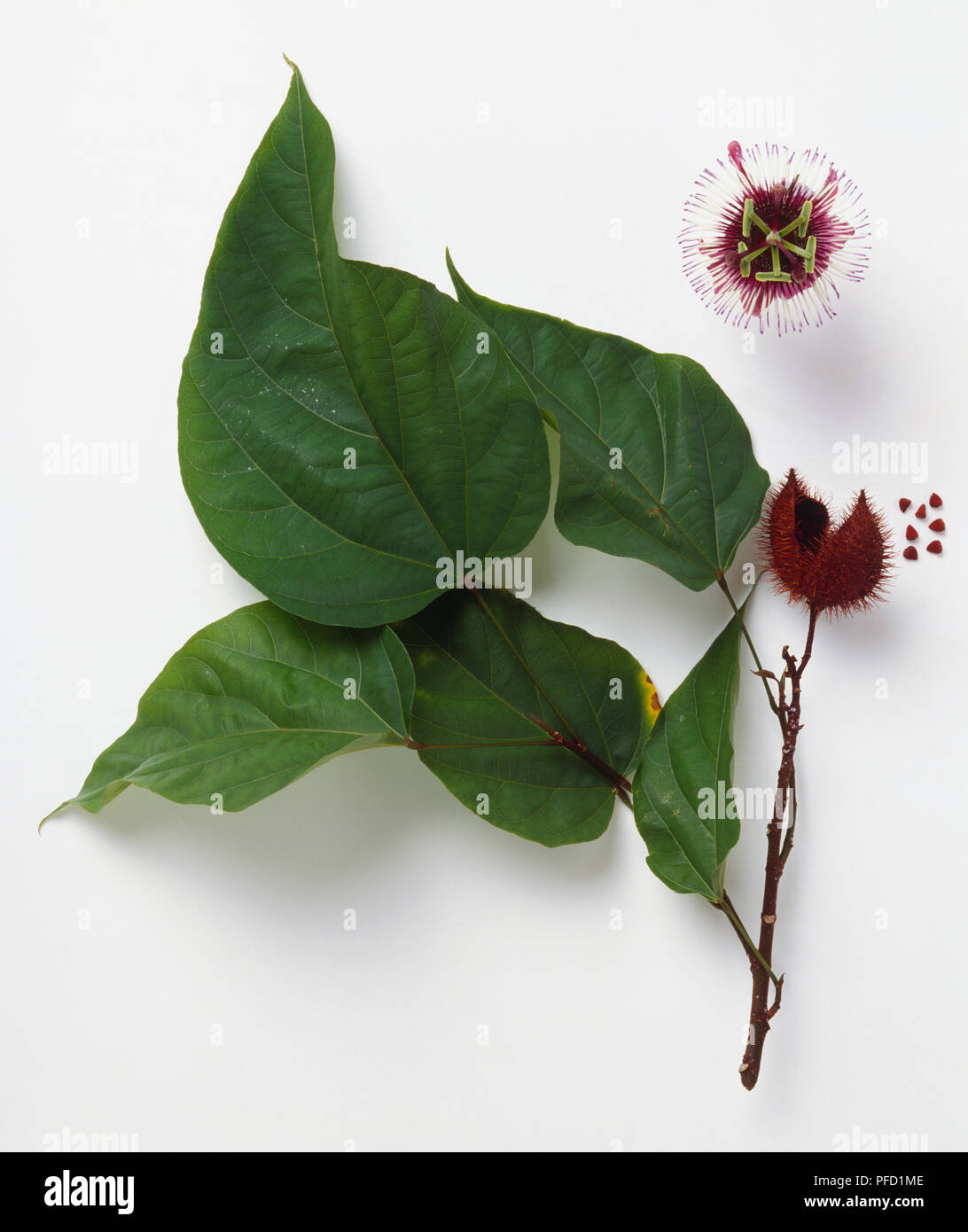 Bixa Orellana, bija, Orleansbaum tallo con grandes hojas cordiformes verde, una vaina de semillas espinosas, una flor y semillas. Foto de stock