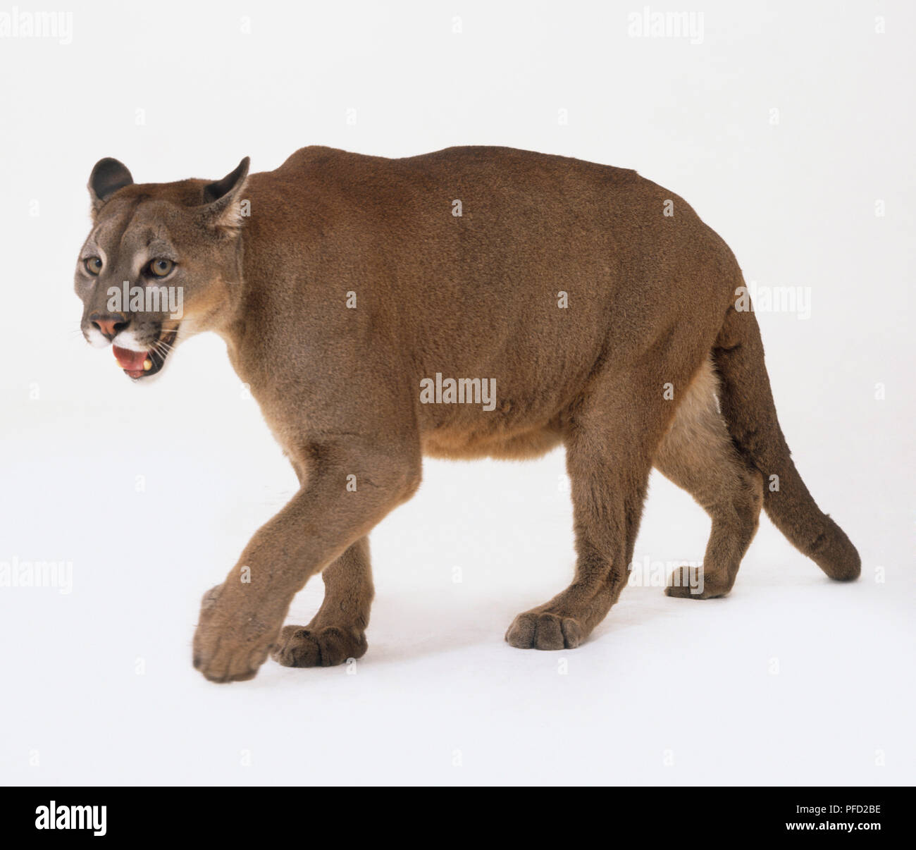 Puma concolor) caminar, vista de stock -