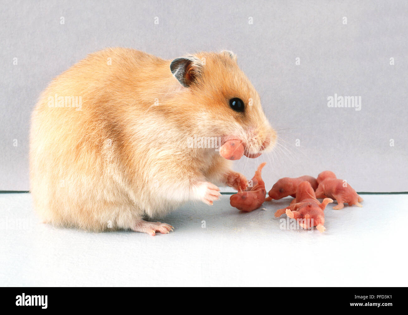 Hámster hembra comiendo uno de su camada de recién nacido Fotografía de  stock - Alamy