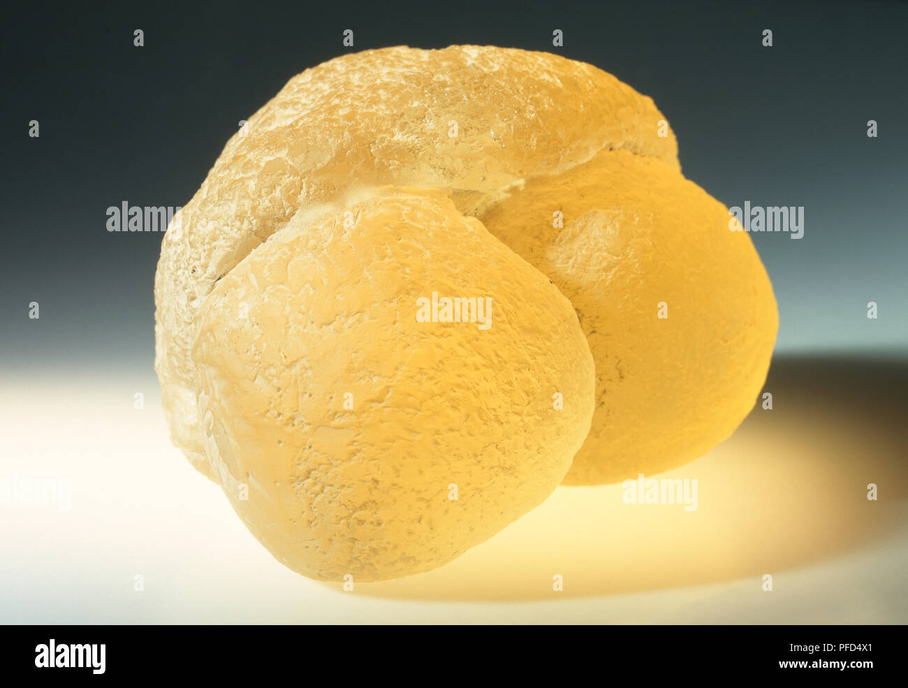 Modelo de polen de pino Fotografía de stock - Alamy