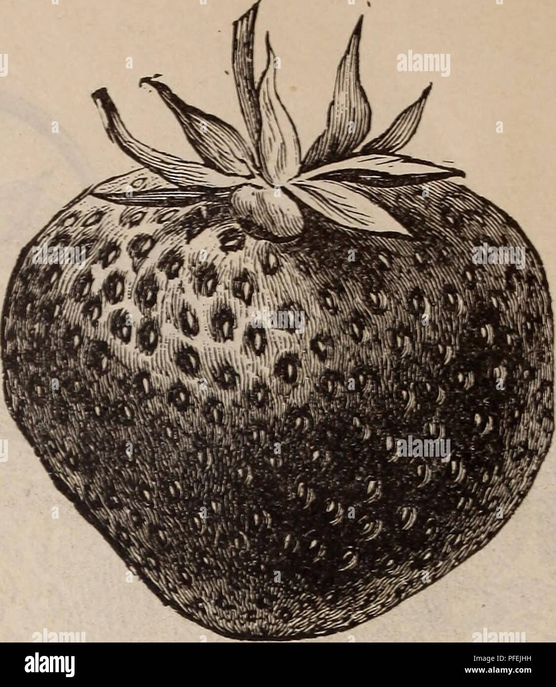Catálogo Descriptivo De Vides Y Frutas Pequeñas Los