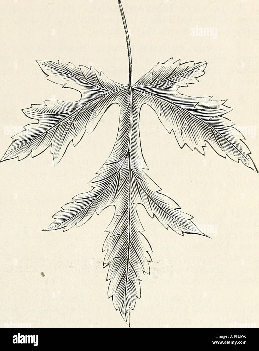 . Catálogo Descriptivo de árboles ornamentales, arbustos, plantas perennes resistentes, etc. : 25º edición. Árboles ornamentales catálogos catálogos; arbustos de rosas; flores; catálogos de catálogos. Árboles, arbustos ornamentales, etc. 11. Un salto de ACER TKirARTITUM. (% De tamaño natural.) A. d. var. tripartituiii. Elección Anotlier variedad, que se originó en nuestros viveros. Es un vigoroso, erguido, con cultivador profundamente lobuladas follaje, las hojas se cortan casi a la nervadura central y tres parted. Los jóvenes crecimiento está claramente marcado con manchas blancas, que son par- particularmente notorio en invierno. $1.00. var. Wierii Foto de stock