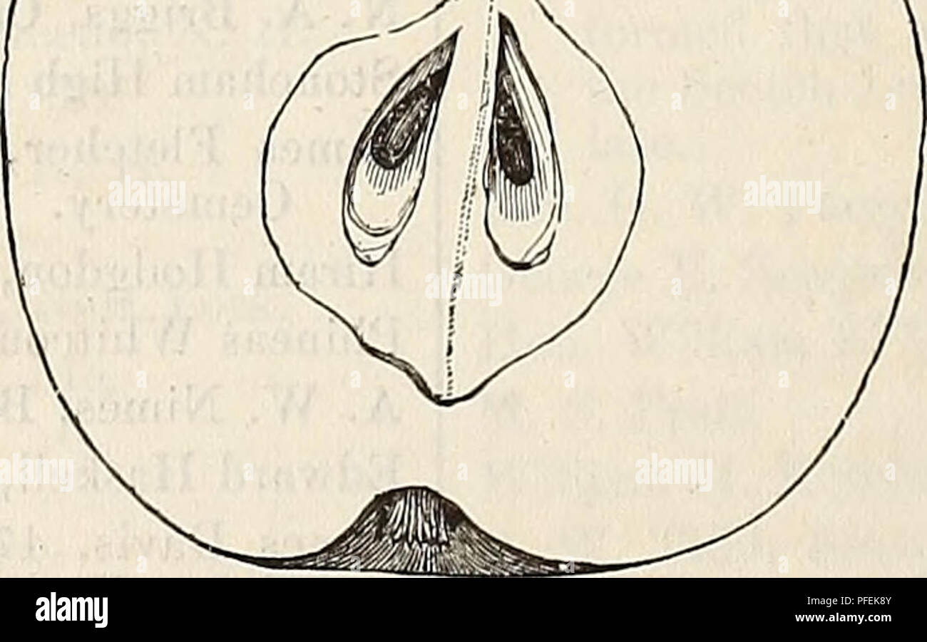 . Catálogo descriptivo de la lectura de vivero. Viveros (horticultura) Catálogos de Massachusetts; viveros Catálogos de Massachusetts; frutas; Arbustos Catálogos de Massachusetts Massachusetts Massachusetts Catálogos catálogos; Árboles perennes; catálogos de Massachusetts. 60 Catálogo de vivero, la lectura de la misa.- J. W. Manning, titular. H. C. Greeley, de Lancaster reformatorio para niñas pequeñas frutas. William P. Biddle, 33 Wall St., Nueva York. A. S. Lewis, de Framingham. T. E. Simonton, Rockland, Me. Sawyer Woollen Co., Dover, N. H. Rev. John Richmond, " " J. M. Brown, Belmont, firma de poco &Amp Foto de stock