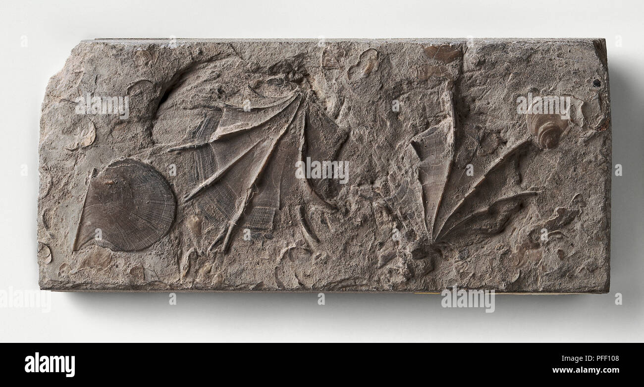 Oxytoma longicostata fosilizadas, conchas de vieira Foto de stock