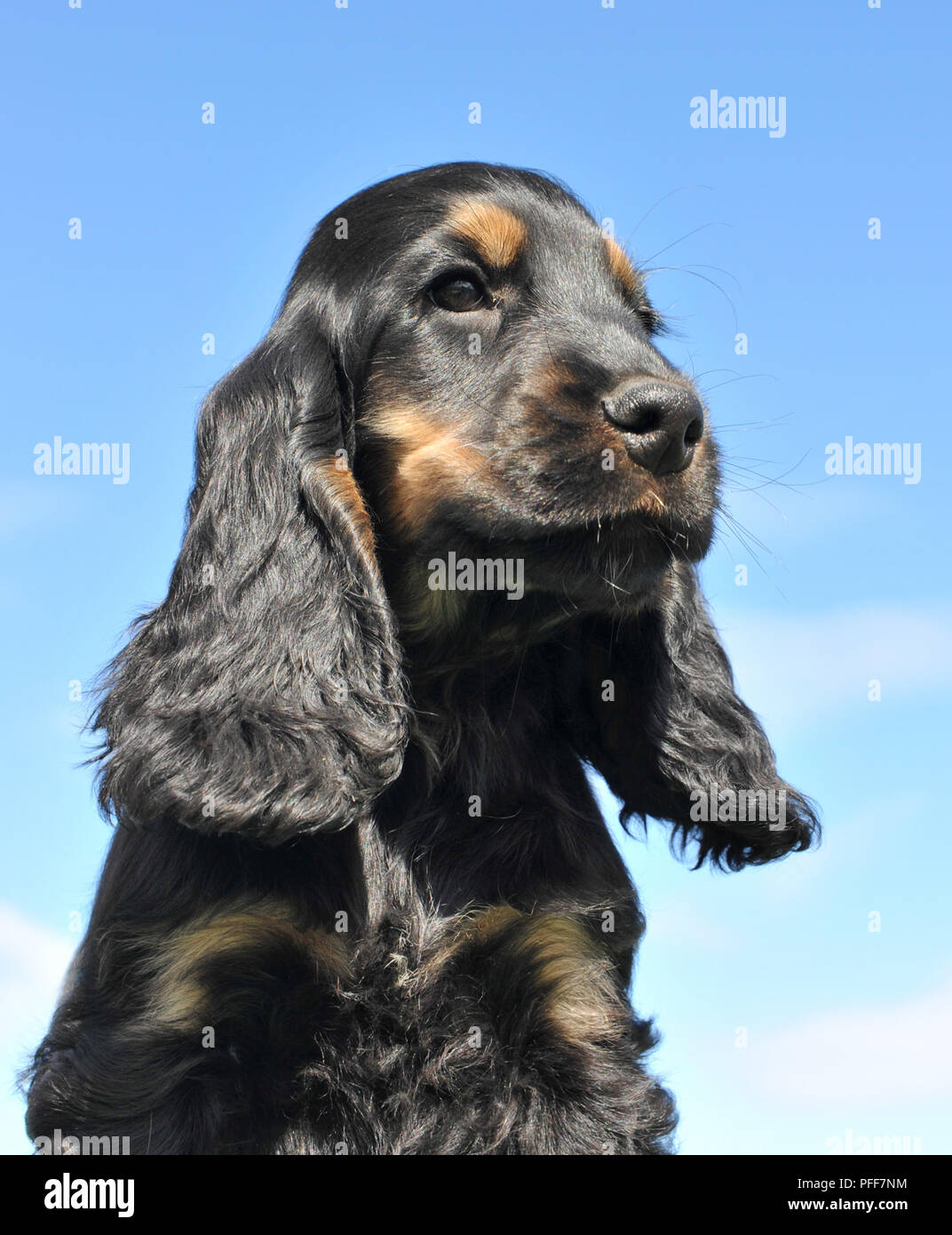 Cabeza de cachorro Cocker Spaniel negro y marrón Fotografía de stock - Alamy