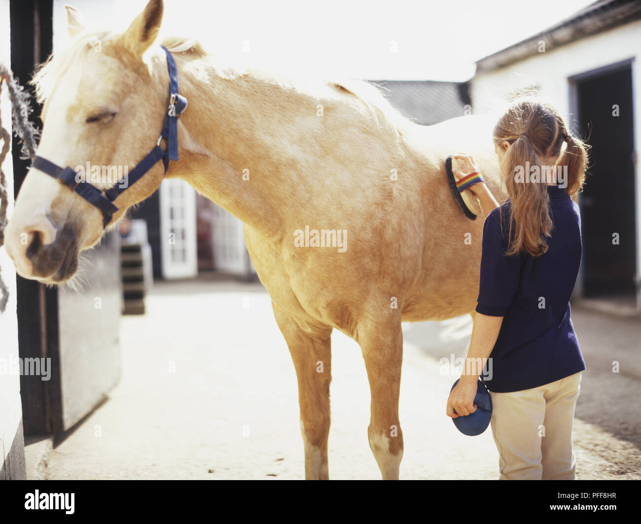 Chica permanente cepillado caballo (Equus caballus) en establos, vista lateral Foto de stock