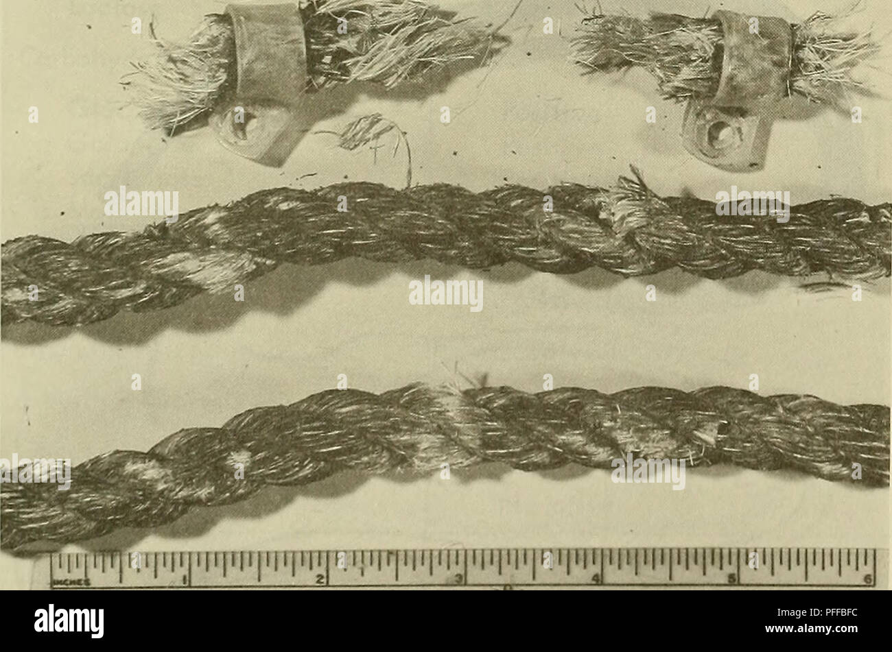 . Océano profundo biodeterioro de materiales. Materiales; sedimentos marinos. Figura 22. Cuerda de algodón seriamente deteriorada por microorganismos marinos. [De[l|[jl|tfIfl|l|lfirr|l|ljl|T|l|l[L|yni|llT]TlT]TTyrF|TTT|T1T]TTIJ Figura 23. Las secciones cortas de 4 pies de largo de cuerda manilo espécimen fueron recuperados después de ser expuesta en el sedimento. Espécimen inferior fue expuesto 3 pies por encima del sedimento. 29. Por favor tenga en cuenta que estas imágenes son extraídas de la página escaneada imágenes que podrían haber sido mejoradas digitalmente para mejorar la legibilidad, la coloración y el aspecto de estas ilustraciones pueden no parecerse perfectamente a el origen Foto de stock