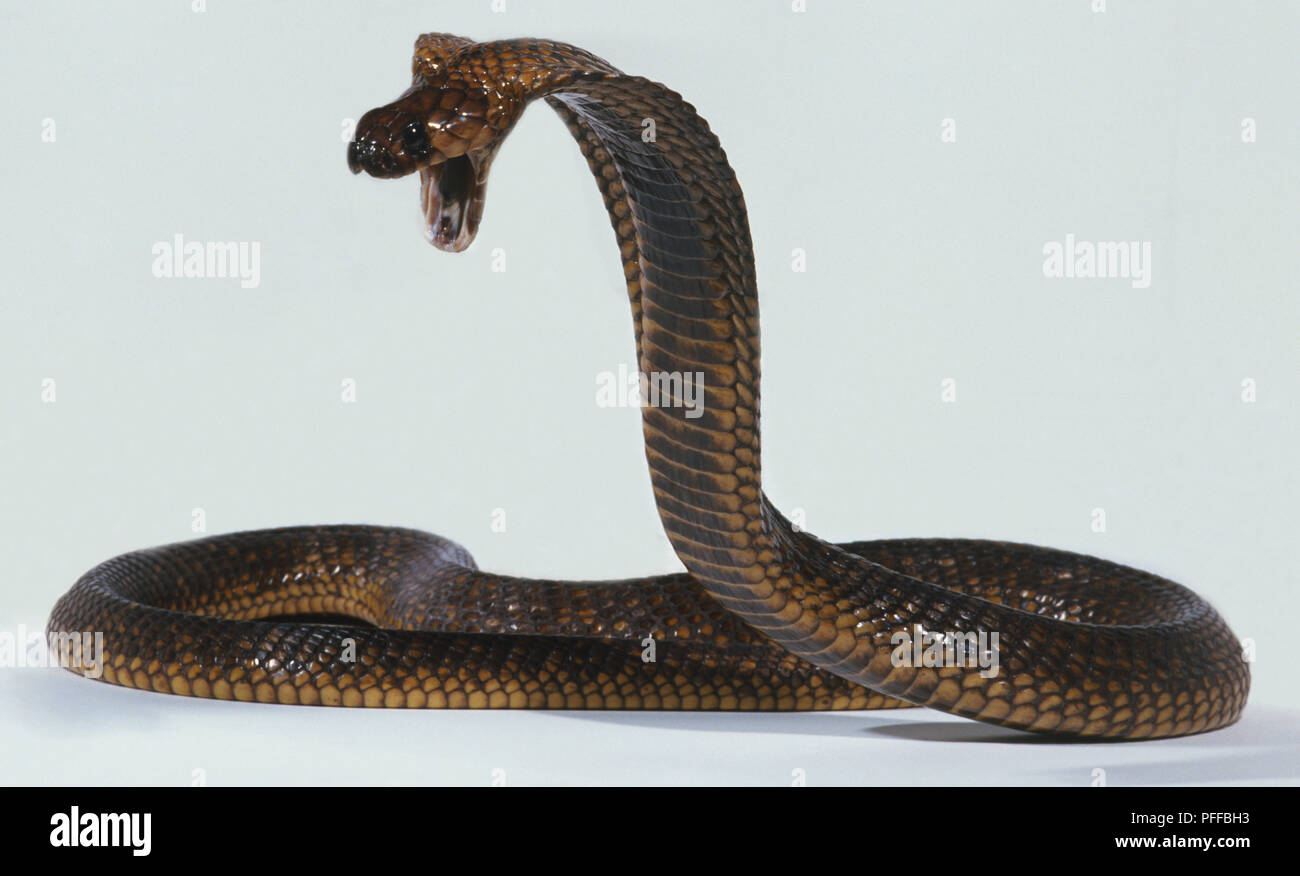 La cobra egipcia, Naja haje, con la cabeza levantada y la boca abierta de una forma agresiva. Foto de stock