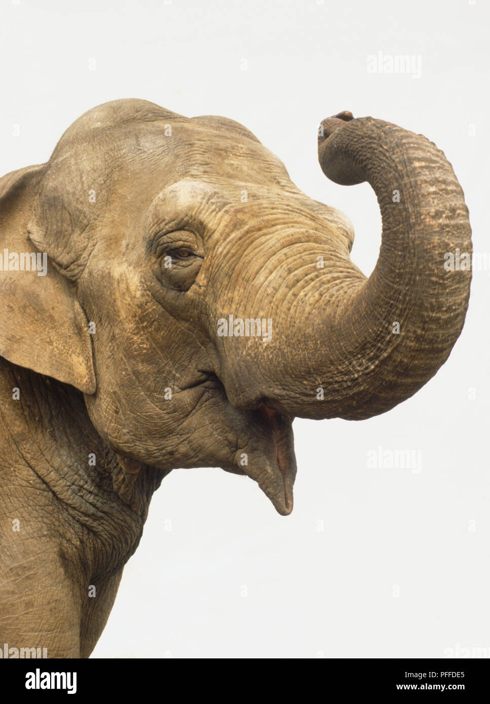 Cabeza de elefante asiático o elefante indio, Elephas maximus, enrollan su tronco. Foto de stock