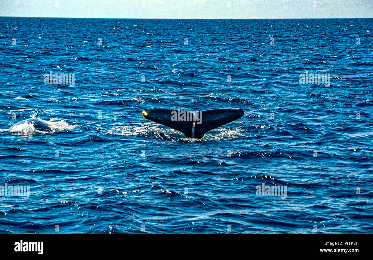 Queensland Australia -Whale Watching Hervey Bay Foto de stock