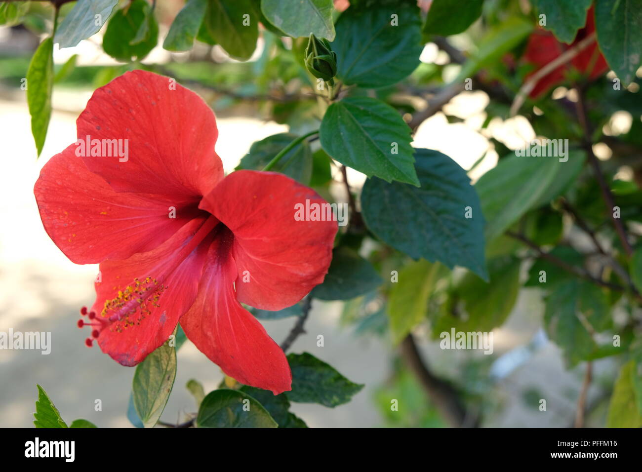 Hibiscus rosa-sinensis flor en el parque en Sevilla Foto de stock