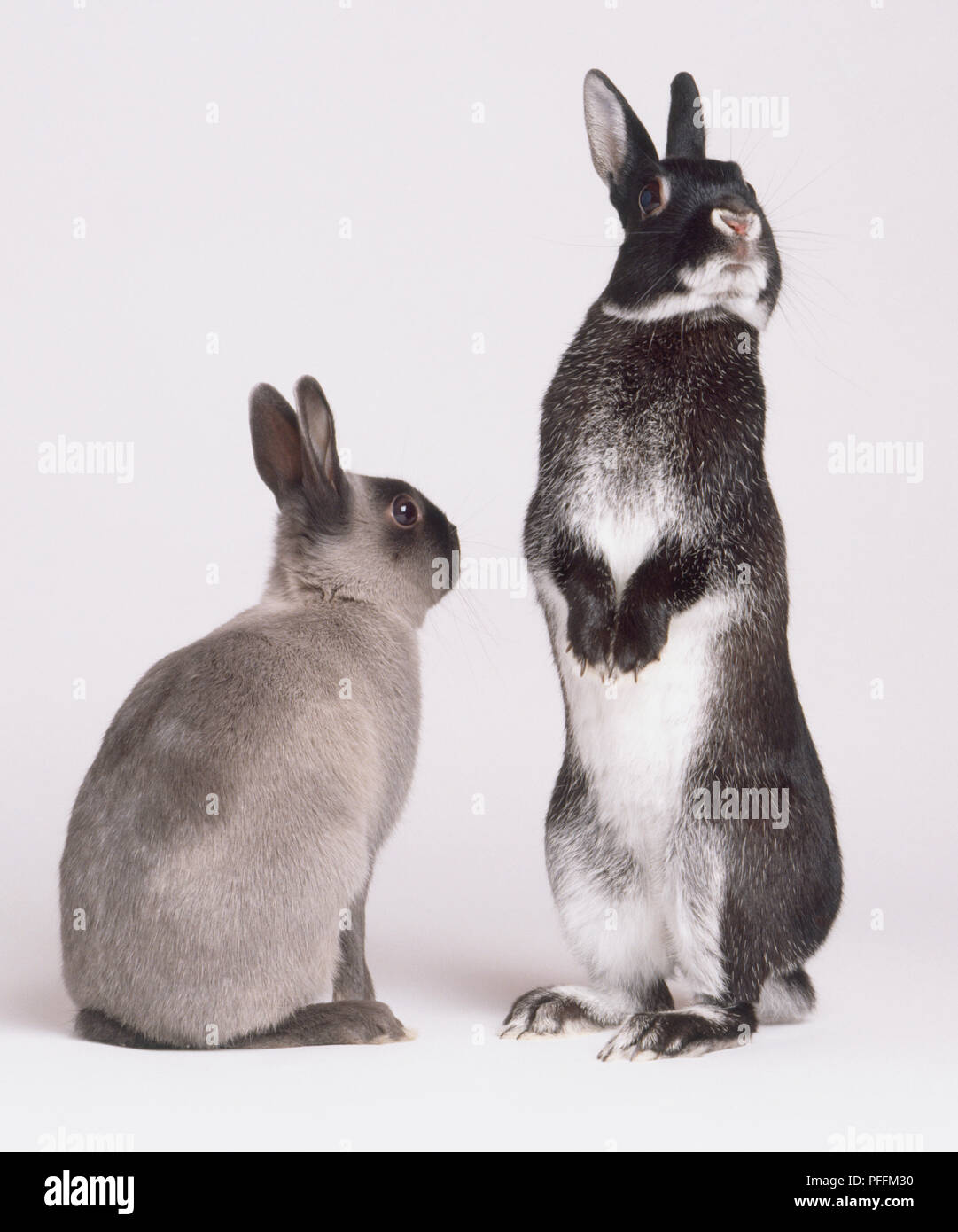 Dos conejos (Oryctolagus cuniculus), vista posterior del asentado conejo gris, junto al conejo blanco y negro de pie sobre las patas traseras, mirando hacia fuera, vista delantera. Foto de stock