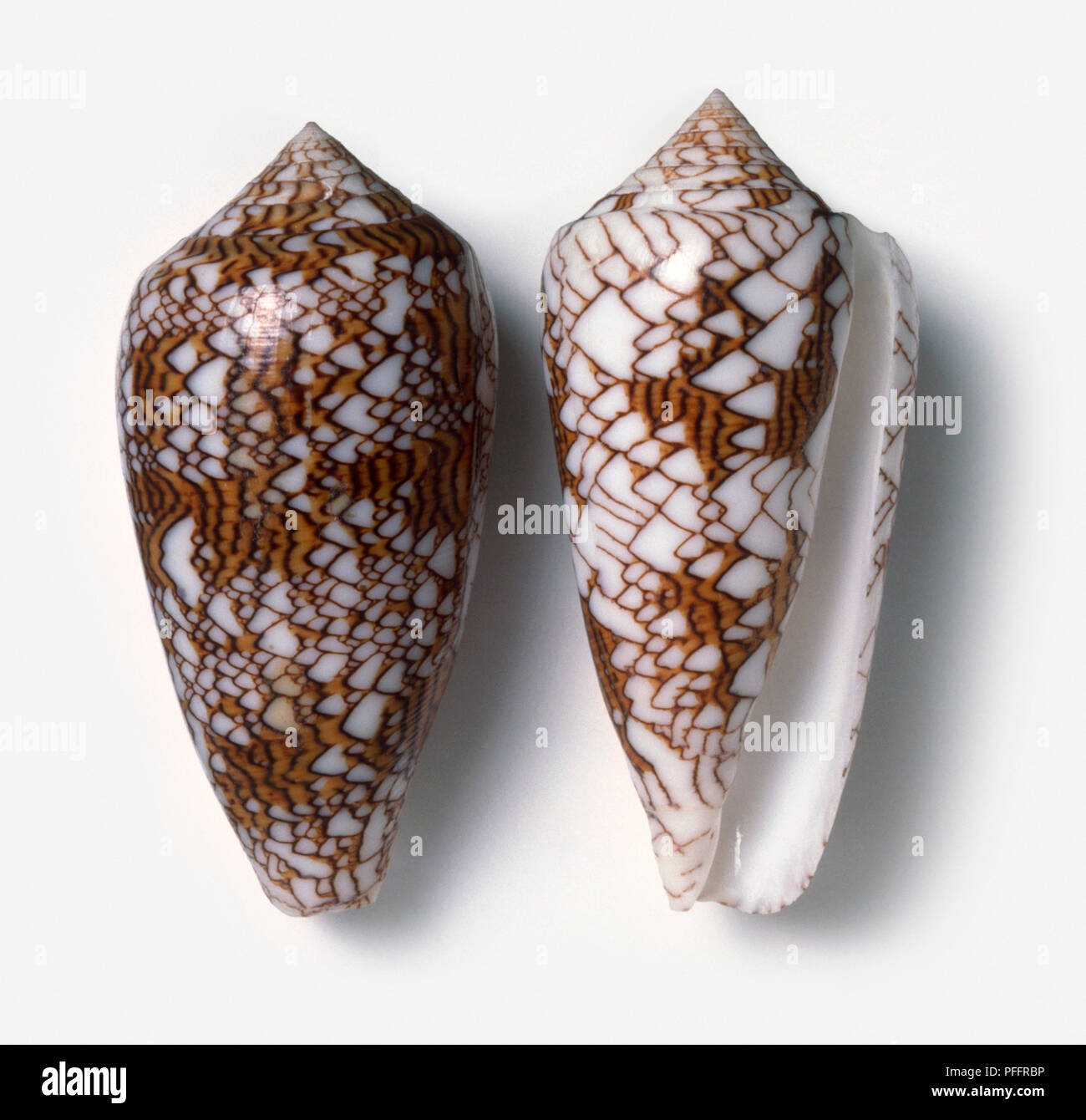 Dos proyectiles de cono de textiles (Conus textile) Foto de stock