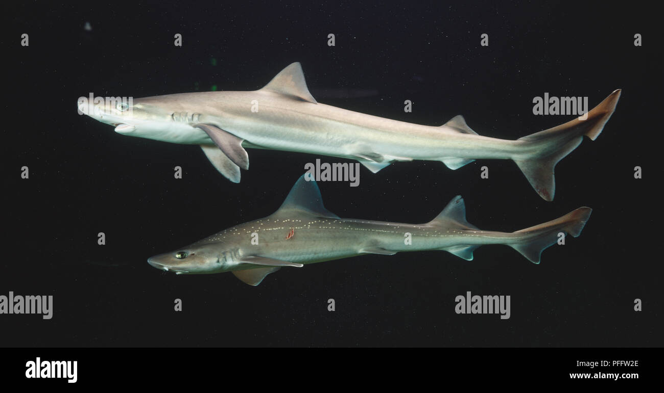 Vista lateral de dos tiburones Foto de stock