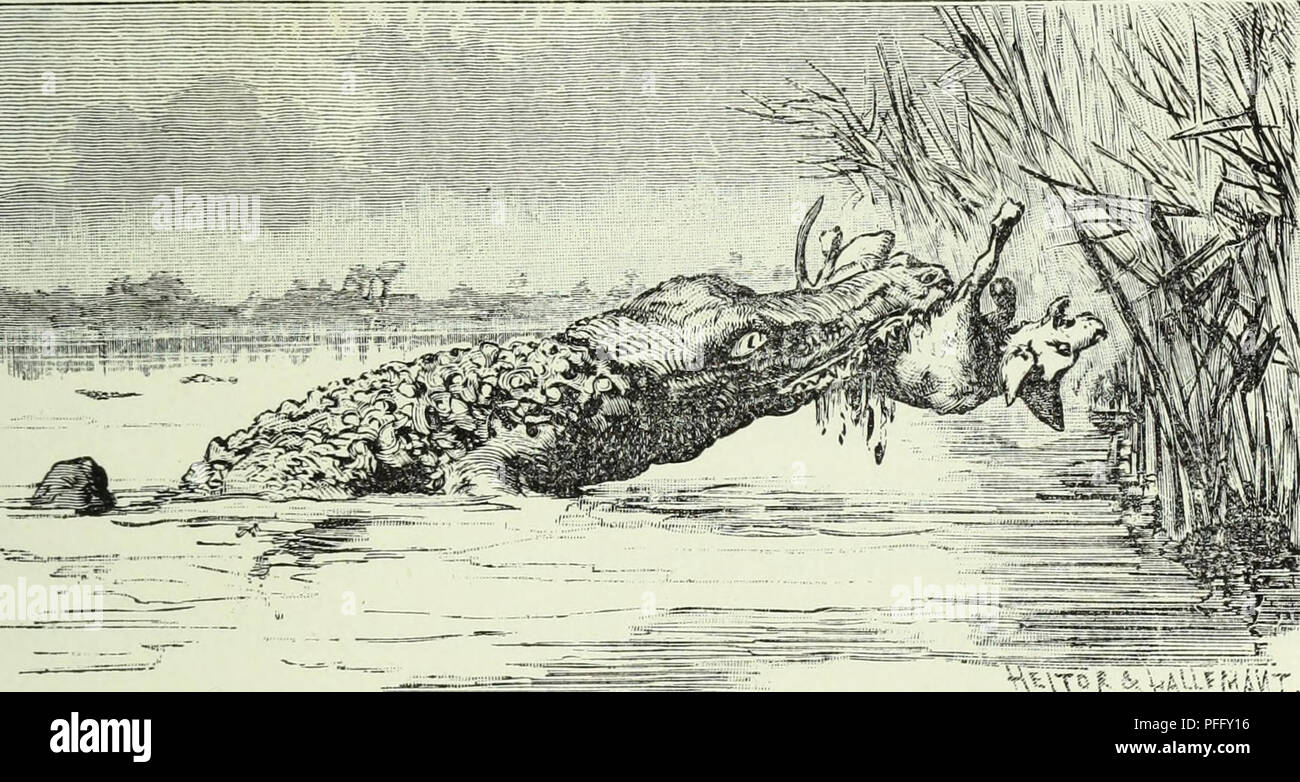 . De Angola á la contra-costa; de uma viagem atravez descripção do continente africano. Historia natural. Ao sul 205 e uma gazella, Cephalophus mergens, eis o fructo-do nosso passeio. Pela tarde d'este dia deu-se a primeira morte entre os nossos cães, que foi miseravelmente colhido pelo crocodilo. Ao atirarmos á ultima pintada, como companheiras, levantando voo pará atravessar o curso da agua, attra- hiram un attenção cadella de uma, una Pomba, que, ven- do-como, se lançou com denodo ao rio.. n^^-r -: ;.;: . SOLTANDO UM LATIDO, DESAPPARECE tinha apenas entrado na agua, uma cabeça hor- renda apparece á s Foto de stock