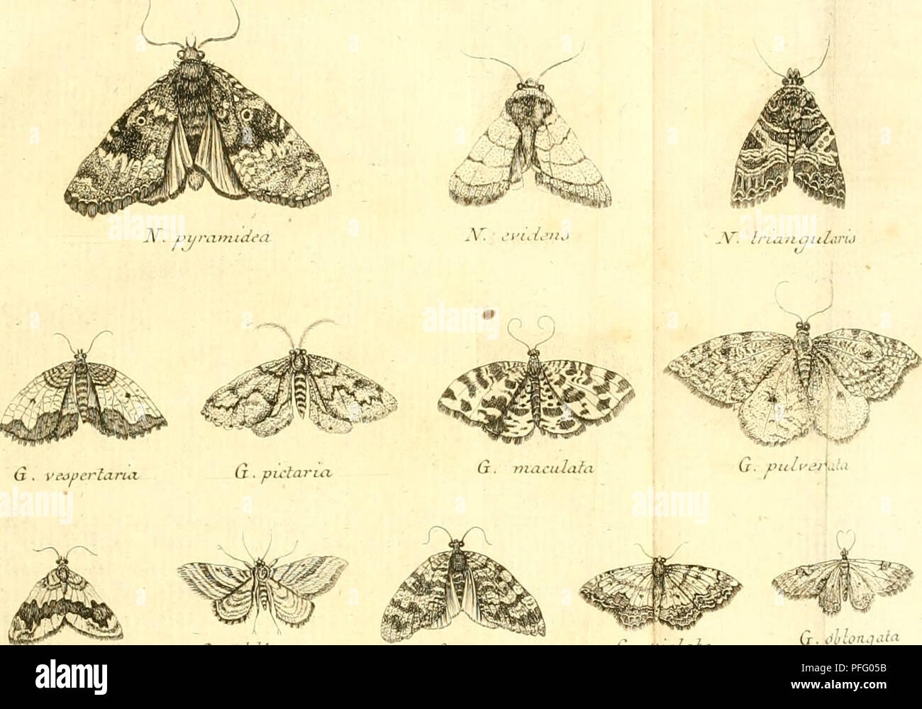 D D Dissertatio Entomologia Sistens Insecta Svecica Los Insectos G Ciu Pidaia G Cuuiiuiki U Jurcata U V Alali Lr O Ion P Ocmiru P P Julph Ncmarall Rahj P L T C Ra Ana T Oal Ejuzn T Uluraiui T N Jh N Ana Tgylunluxhluvul T