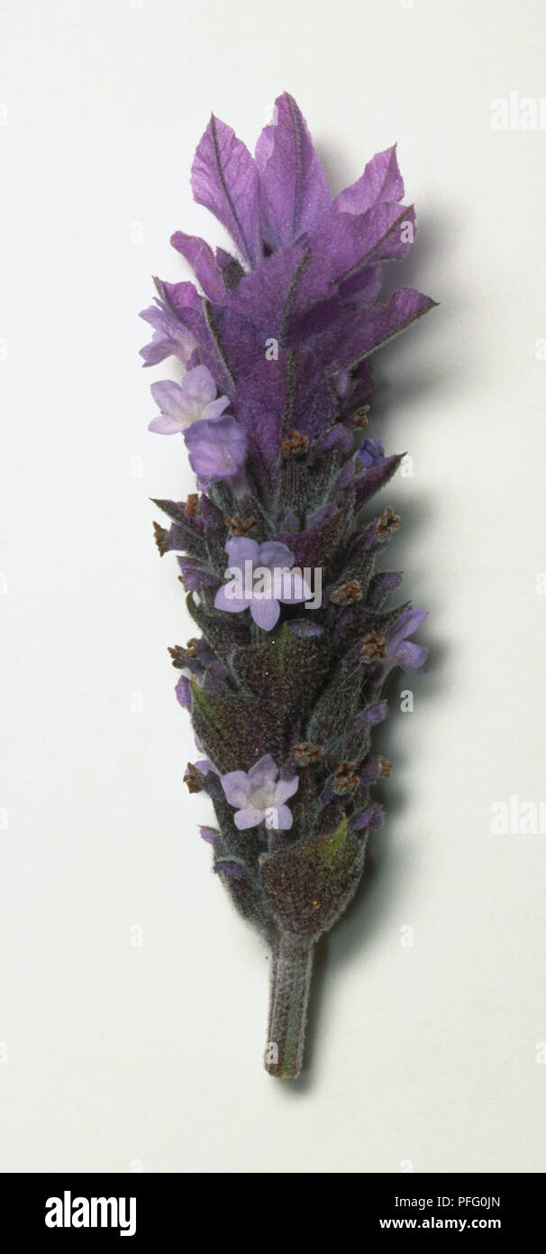 La lavándula dentata, cabeza de la flor de lavanda dentada con brillantes y  púrpura pálido Fotografía de stock - Alamy