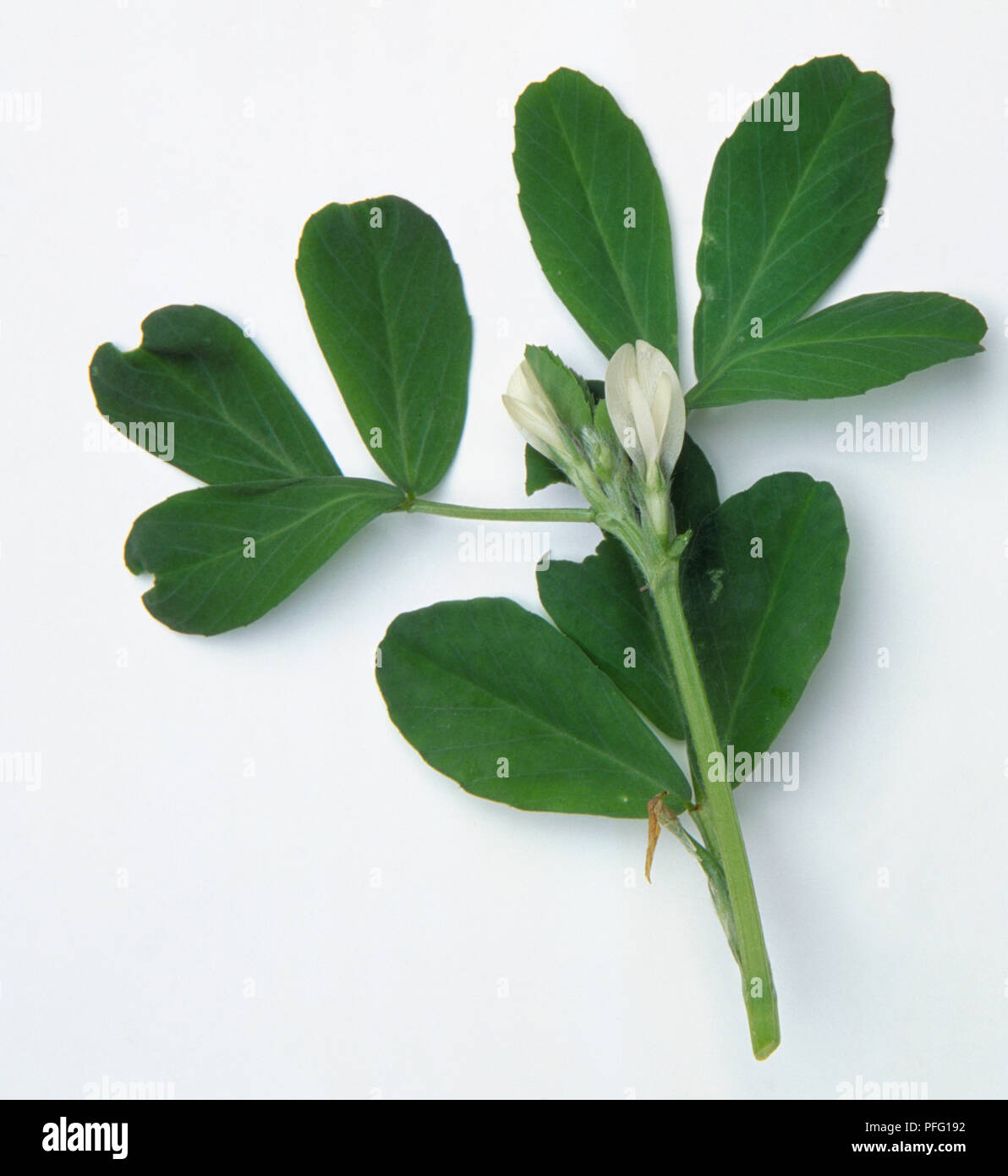 Trigonella foenum-graecum, fenogreco, montado anual, con tallo delgado trifoliata peaflowers hojas y blanco cremoso. Foto de stock