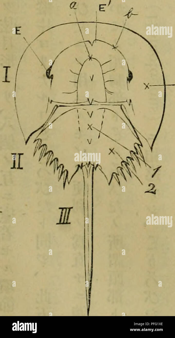 Dbutsugaku Zasshi Zoologia Zoologia Ae Aºaaea A A ºae Ae Ae C Limulus Longisdinus R I Ii I R Cephaloshorax Abdomen Iii L Pygidium O Cola Ii Rhachis 2 Pleu A Rae 3 Libre Mejilla Una Axal Surco