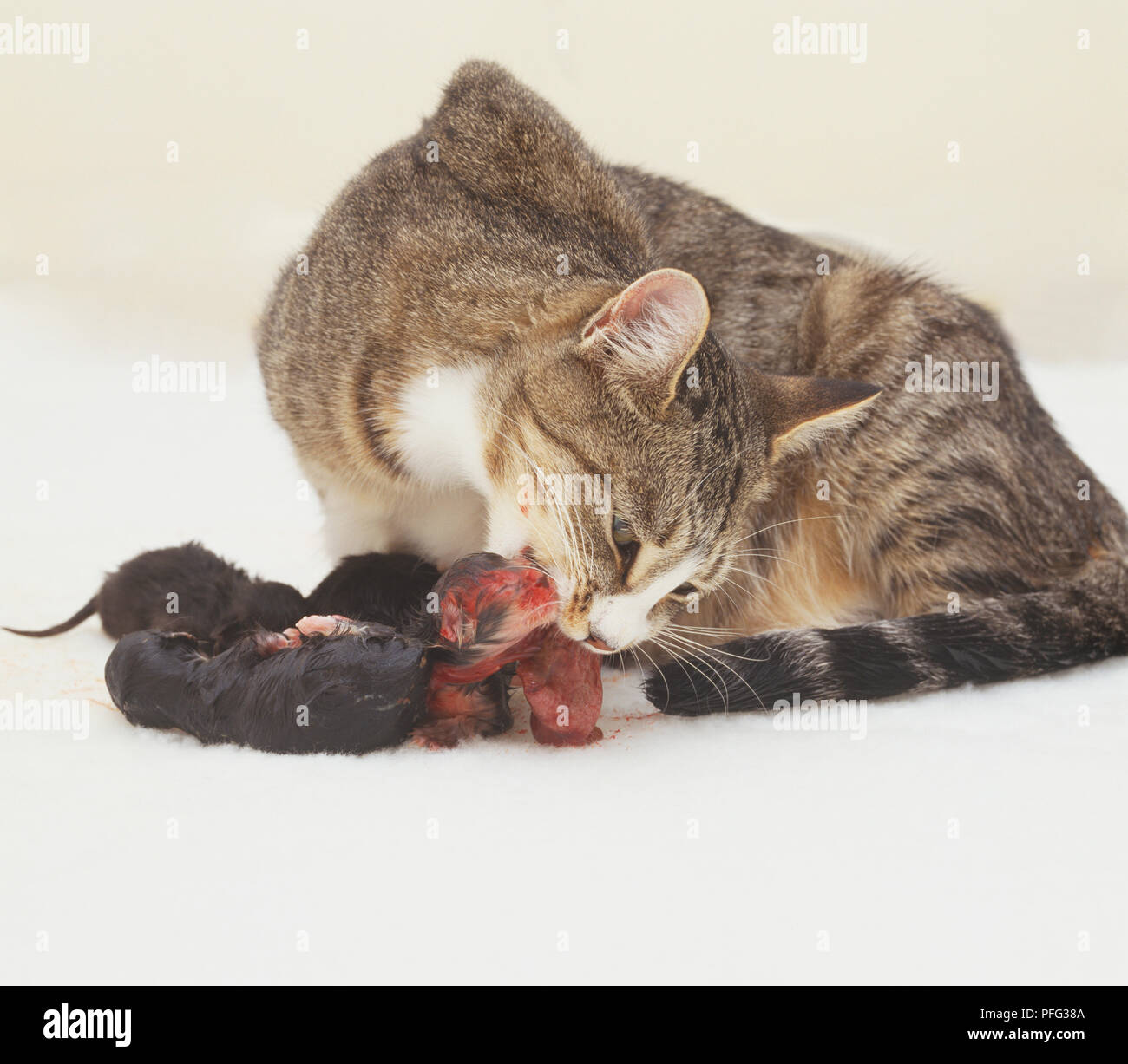 Gata comiendo una placenta de un recién nacido gatito Fotografía de