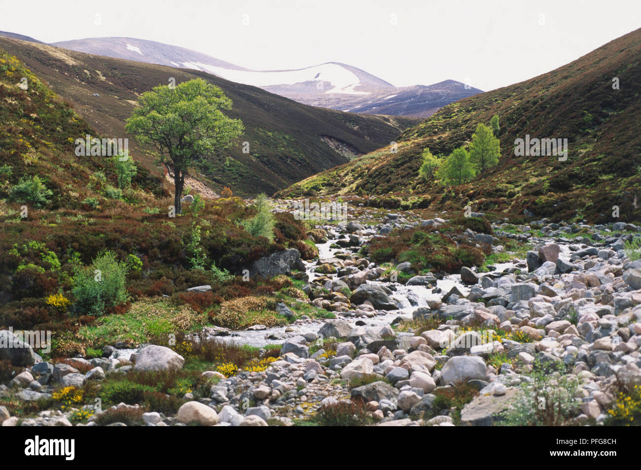 Gran Bretaña, Escocia, mesetas, paisajes silvestres de la ladera, incluyendo, arbustos, arroyos y tierras altas. Foto de stock
