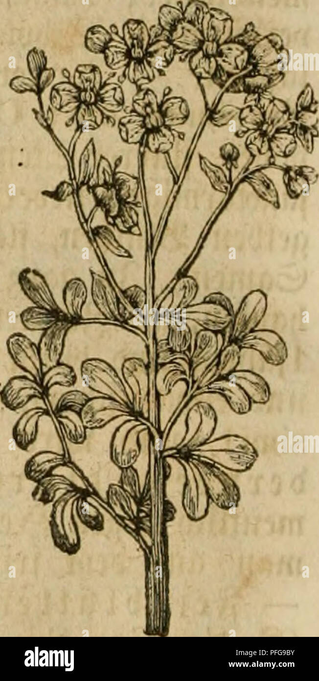 . Das Grosse illustrirte Kräuter-Buch : eine ausführliche Beschreibung aller Pflanzen, mit genauer Augabe ihres Gebrauchs, Nutzens und ihrer Wirkung in der Arzneikunde. Plantas medicinales; Materia Medica, verduras, hierbas. 482 0tattf^B(eva - ^9fttUf auU"(^6Empetrum (CCRC), ©attuttfl amiüc bcr ^9f^autenöclDä(^jc; 2t)ciuftg ober i)ictel)ig; 3tt)citi(^er Md); 3 ®ccf:= unb 3 ^tumcnt)(ättcv; 3 ©taiit^c^cfdf^c; i^rud)teuotcu auf flci[d;i9cm ©tcinvclpolftcr •, ftrapcjc, 6-9tt)ic(SC TiaxU; 6-Oftcmfcrnigc SSccrcn. - Strien: ©d)tvar5e 9i, ^Iffcnfr eil) ctt:^ ^Tt oo tttnf cl^^Bcerc (E.,nigruin), fteiner, Foto de stock