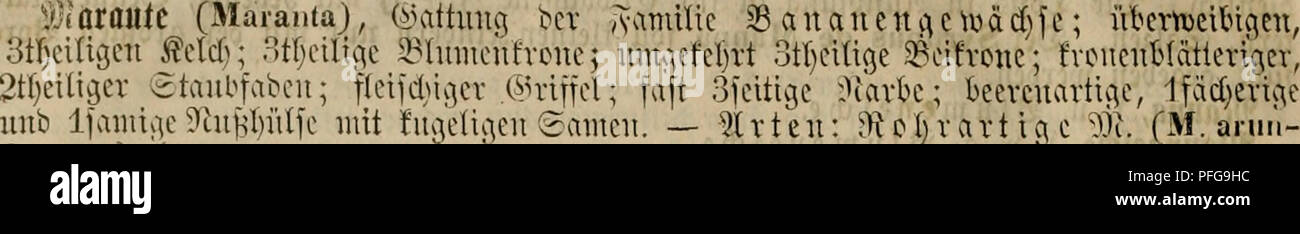 . Das Grosse illustrirte Kräuter-Buch : eine ausführliche Beschreibung aller Pflanzen, mit genauer Augabe ihres Gebrauchs, Nutzens und ihrer Wirkung in der Arzneikunde. Plantas medicinales; Materia Medica, verduras, hierbas. 386 mdvaiiu â 97tavit(t.. ©tcu- dinacea), laiicjcv, um^^vccbtev, fnoüi^-^cr ^IÃiiv.^elftod", uad) oOeii midjn- S:viebe'ju (i öclu unb jcitUd} fuoUcuavtii^C ^il^uv5dfvvoffcu treibt; 2â4,'vu[5 Wjn, fvautavtu-jcv ijel (i, 8â12 ;>^olI_Iaiuiic, 2âP) j^cll breite, U'>CID)f)ià aaTice¶täme jor; bie wciBcn 23UitI}CN [teljcii ju 2 au t)cu 'Jiftjvui.cn; I>ic braun ^ilà Foto de stock