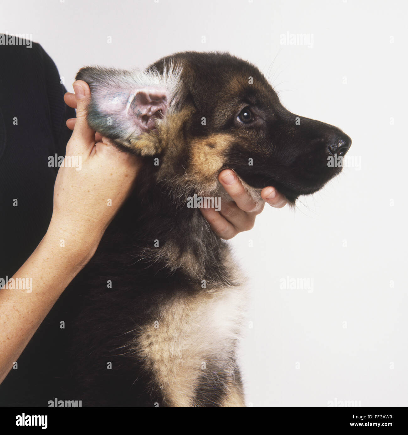 Oreja de perro Pastor Alemán (Canis familiaris) se levanta para revelar el  tatuaje en su interior, vista lateral Fotografía de stock - Alamy