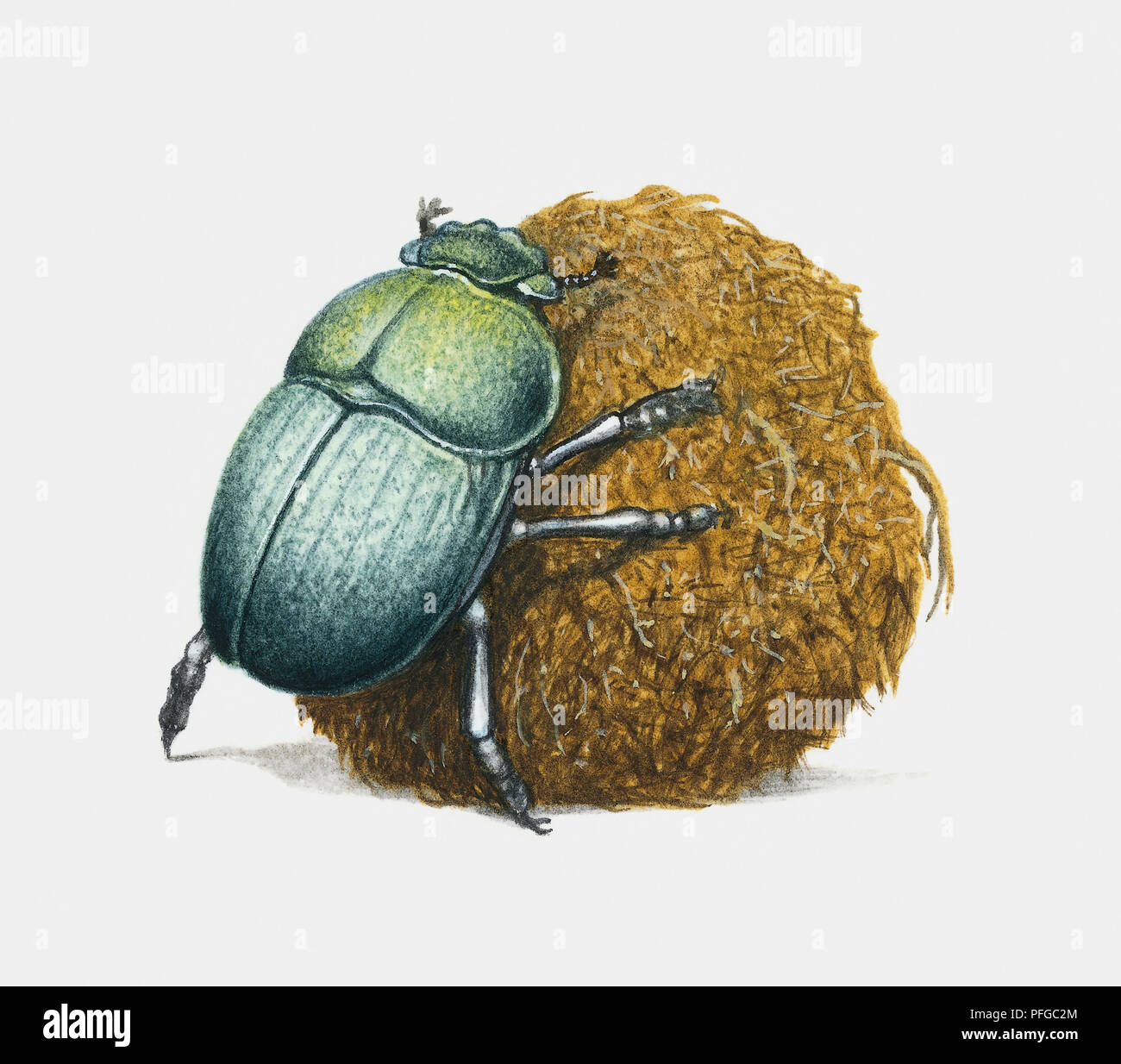 Un escarabajo verde con un gran montón de estiércol Foto de stock