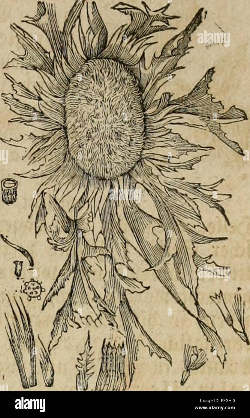 . Das Grosse illustrirte Kräuter-Buch : eine ausführliche Beschreibung aller Pflanzen, mit genauer Augabe ihres Gebrauchs, Nutzens und ihrer Wirkung in der Arzneikunde. Plantas medicinales; Materia Medica, verduras, hierbas. (SUvvauU - (S^ti€nptei€. 177. (£6erraute, ^Bcrreig (Artemisia abrotanum) f. a. i). ©tab^jitrsBeifu^. ©bcrtourjcl, ©ttbex-biftel (Carlina) ©athmg bev J^^amilic ^cvcinbtütl^TCR, mit tiielblütt}igen 33Iüt()en!opfcn, Tot)Rüdiger 33Uimen!rone, tänglic^^voatjigen ©d}mentira^frücE)= 10. Wirten: S)le [tcngcttofc ©. (C. aucalis), t)en feinen ober einen nnr ^anb= l)od) ©tencjet iDcrbenben Foto de stock