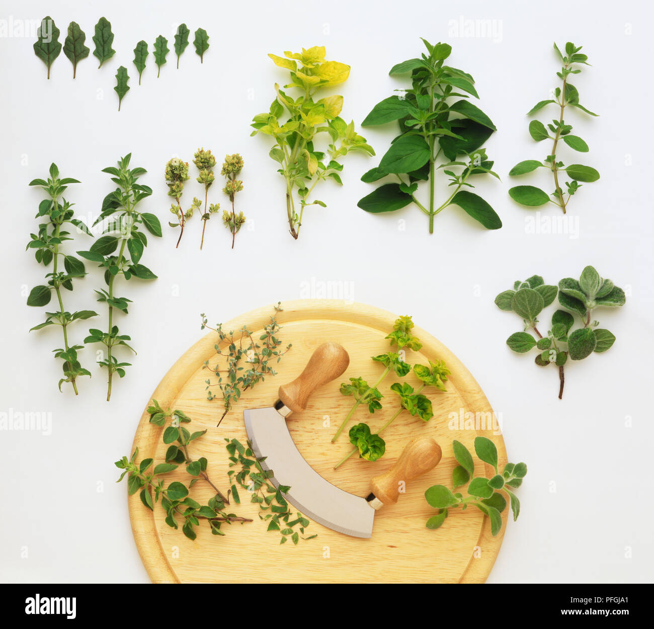 Origanum sp., variedades de mejorana y orégano, un mezzaluna, el picador y una tabla de cortar de madera Foto de stock