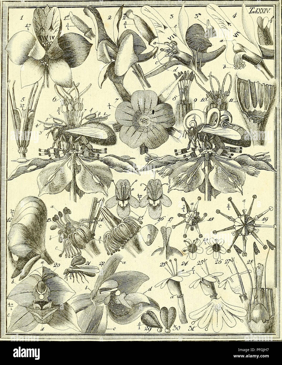 . Das entdeckte Geheimniss der Natur im Bau und in der Befruchtung der Blumen. La botánica; flores; la fertilización de las plantas. . Por favor tenga en cuenta que estas imágenes son extraídas de la página escaneada imágenes que podrían haber sido mejoradas digitalmente para mejorar la legibilidad, la coloración y el aspecto de estas ilustraciones pueden no parecerse perfectamente a la obra original. Sprengel, Christian Konrad, 1750-1816; Capieux, Johann Stephan, 1748-1813, grabador; Jäck, C. (CARL), grabador; Arndt, Wilhelm, 1750-1813, grabador; Wohlgemuth, A. , grabador; Lehmann, C. A. , fl. 1803, ex propietario. DSI; Biblioteca Burndy, donante. DSI. Berlín Foto de stock