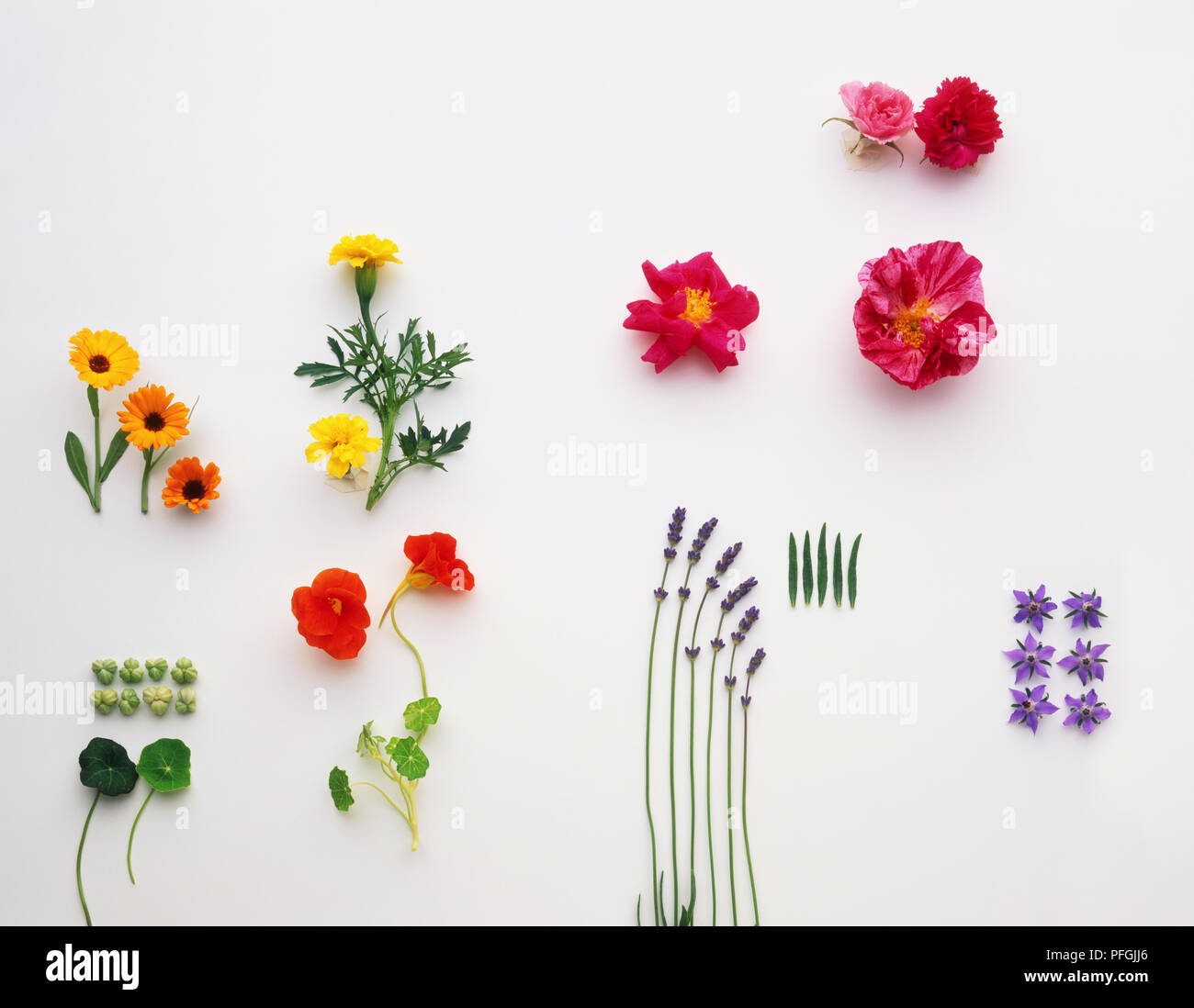 Ejemplos de flores comestibles, incluido el de Calendula officinalis  (caléndula), Tagetes patula (Marigold), Tropaeolum majus (Nasturtiums),  Rosa sp. (Roses), Lavandula sp. (Lavanda), Viola sp. (Violetas y violas  Fotografía de stock - Alamy