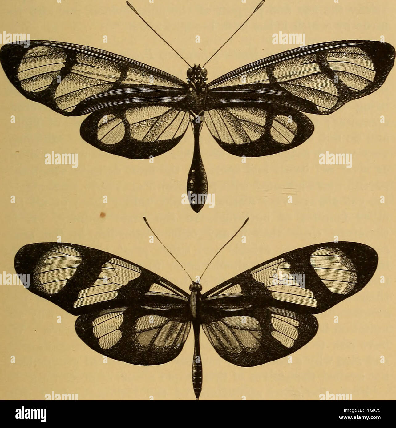 definición de selección natural