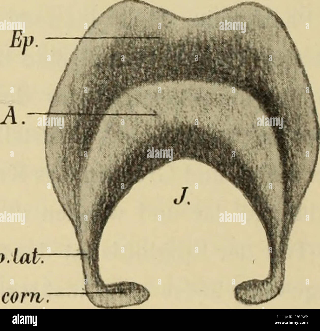 . MedicinischNaturwissenschaftlichen Denkschriften der Gesellschaft zu