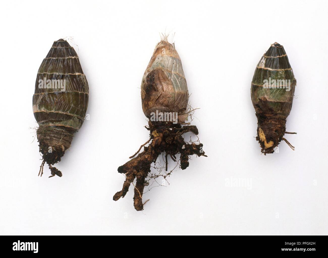 limpiar Más temprano Tamano relativo Orchid bulbs fotografías e imágenes de alta resolución - Alamy