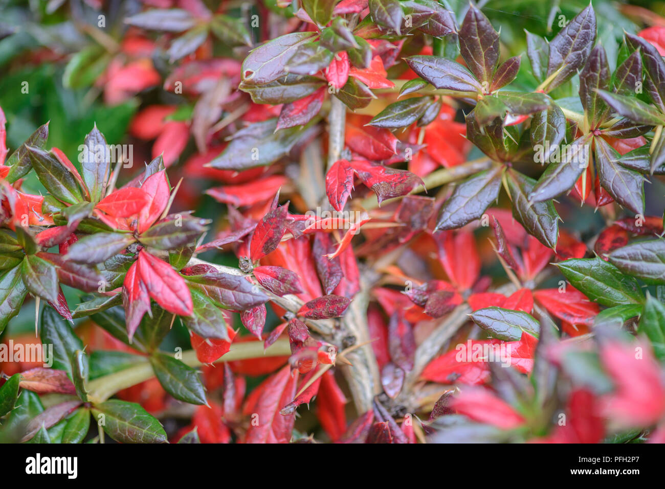 Berberis verruculosa mostrando color de invierno Foto de stock