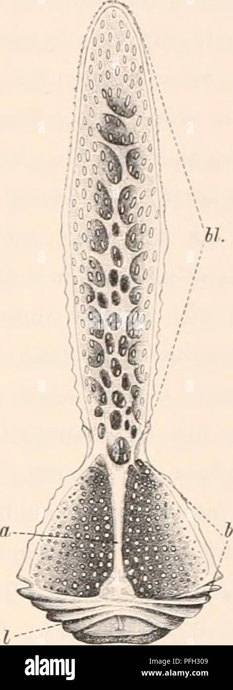 . El Danish Ingolf-Expedition. Expediciones Científicas; el océano Ártico. Â hi.. Puño. I. Fig. 2. Fig- 3- Fig. 4. Fig. 1. Válvula de un globiferous perlicellaria de Parechinus miliaris (Mull.) â 2. -Ophicephalous pedicellaria de Strongylocentrotus drebachiensis (O. F. Mull.) â 3. -Una de Parechinus triphyllous pedicellaria miliaris. Â 4. - Un tridentate Strongyloc drebachiensis pedicellaria de.. En todas las figuras a. significa la apófisis, A. la parte basal, bl. La cuchilla, E.T. el final-diente, s.t. dientes laterales, /. La superficie articular. ciones -como de hecho nada que pueda ser de importancia sistemática Foto de stock