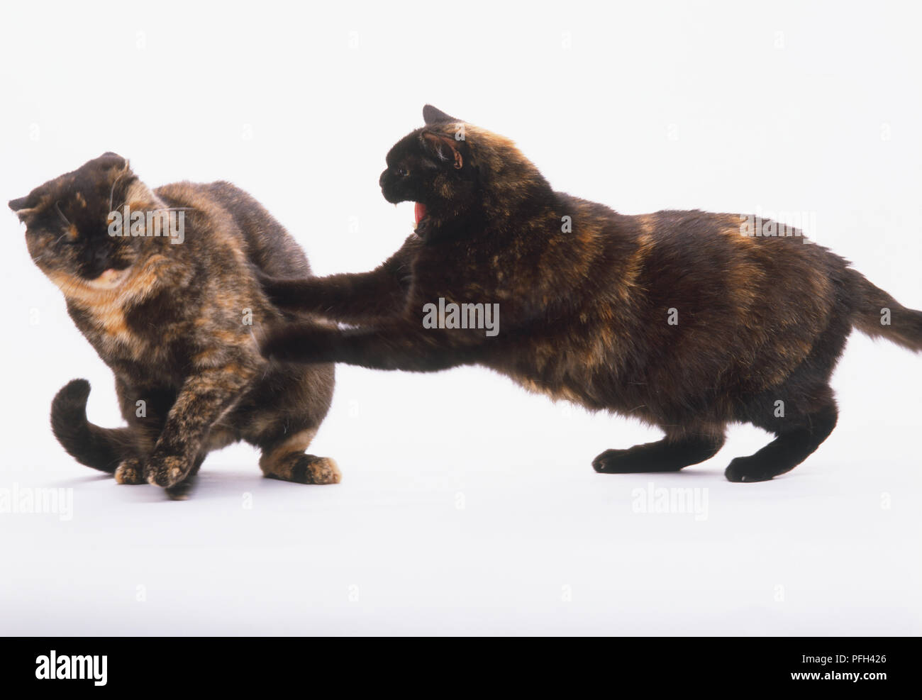 Gato atacando fotografías e imágenes de alta resolución - Alamy