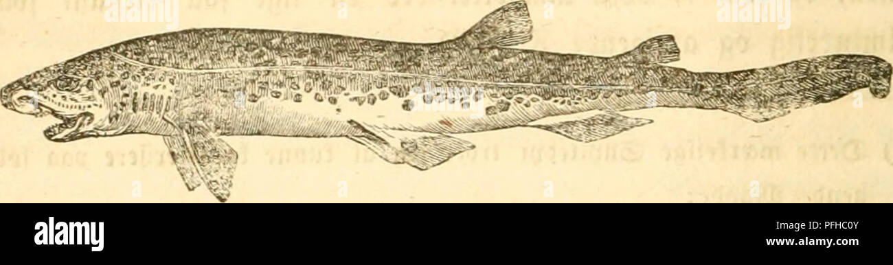 Danmarks Fiske Los Peces 814 Xxi Dajcrne O Tt1ta 10 Scyllium