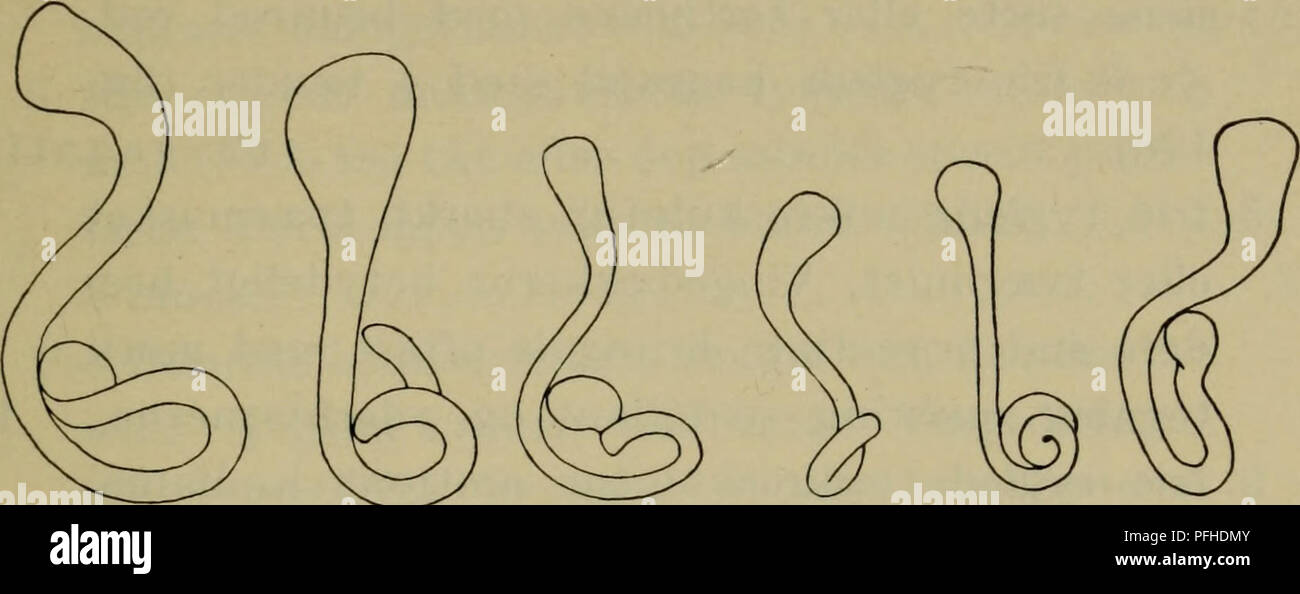 . Danmarks fauna; illustrerede haandbøger más Den Danske dyreverden... 235..272 FIM tnnotata f.q.223 kjbr.cc, f&GT; &LT;jZ2".r03 t9C.su*. J-O 226 FAP/i- fig 217.9ari/ia qiaora Jicormj &gt;ina f&lt;a 230. Iiturala f,q 22g pir,pes f,p 229. soda lu. Por favor tenga en cuenta que estas imágenes son extraídas de la página escaneada imágenes que podrían haber sido mejoradas digitalmente para mejorar la legibilidad, la coloración y el aspecto de estas ilustraciones pueden no parecerse perfectamente a la obra original. Dansk naturhistorisk forening. København, G. E. C. Gad Foto de stock