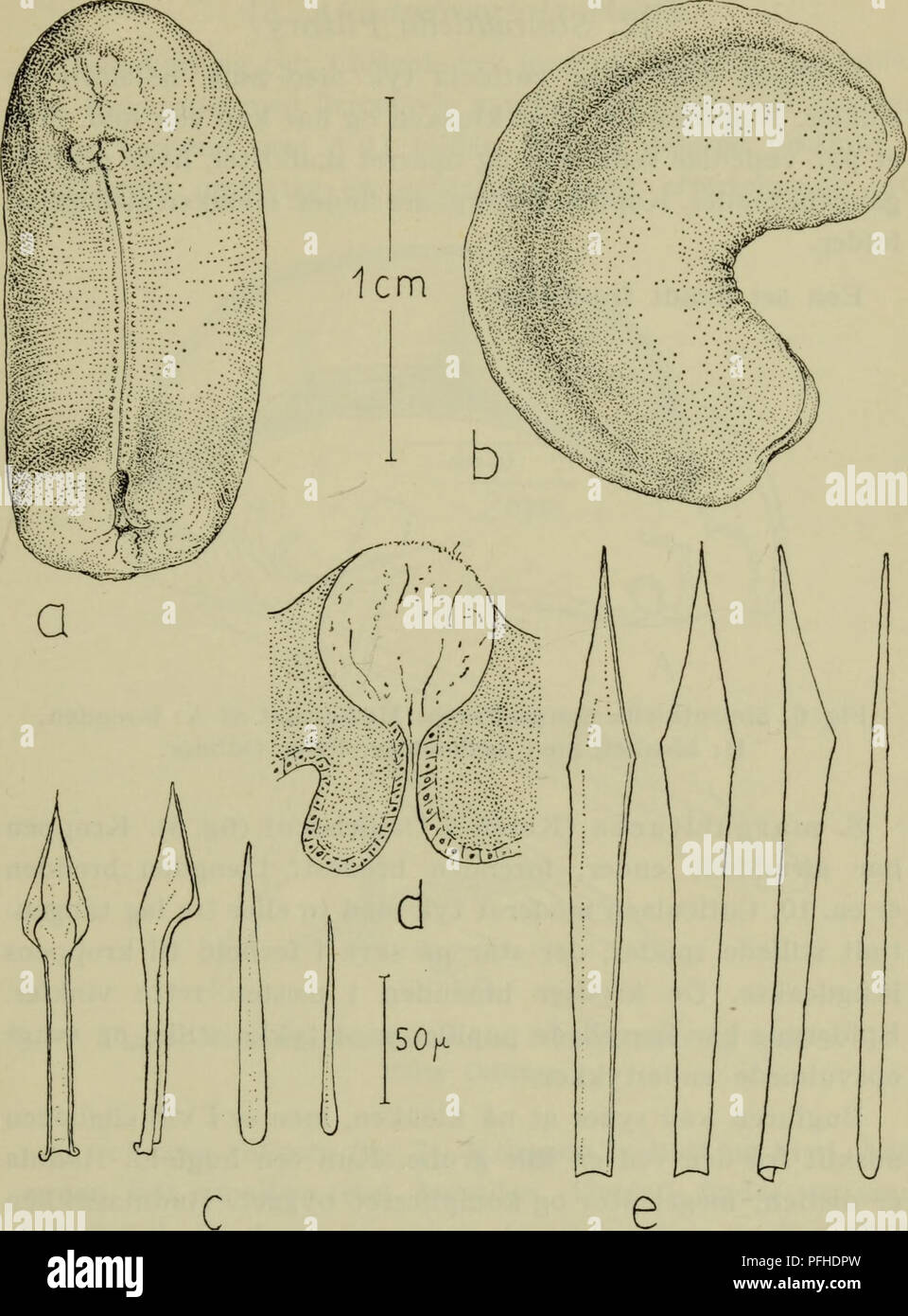 Danmarks fauna; illustrerede haandbøger más Den Danske dyreverden... 17.  Fig. 5. Neomenia carinata. Un bugside, b fra siden dorsale spikler, c, d, e  N. dalyelli hudpapil, dorsale spikler. a-c orig. d,