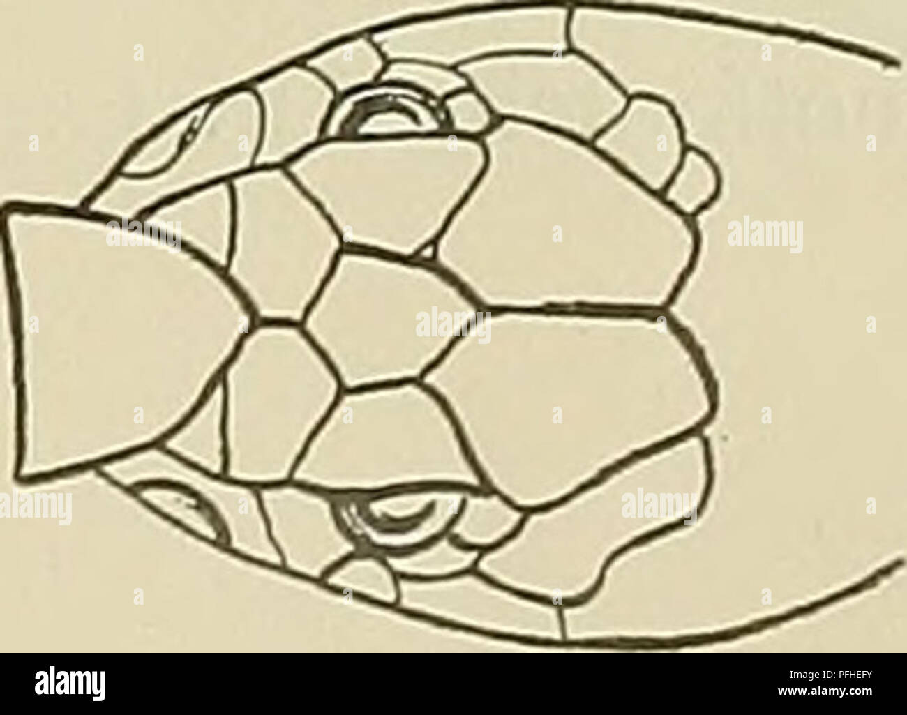 . Medicinisch-Naturwissenschaftlichen Denkschriften der Gesellschaft zu Jena. Q5 Reptilia et Amphibia. 365 Eine dritte Art des Gebietes ist N. anchietae Boc. (Angola, Ovamboland, Deutsch-Südwestafrika)1). Auch die Gattung Merremia nächstverwandte (M. haemachates Lac.) kommt der und Kapkolonie außer en Transvaal en Südwestafrika vor. "Der" Ringhals ist aus Namaqualand (Boulenger) und Seeis östlich von Windhuk (Mus. Hamburgo, la pierna. Agosto Steinberg) bekannt. Gattung: Aspidelaps Smith. A. lubricus (Laur.). Boulenger, Cat. Serpientes, Vol. III, pág. 390 und Proc. Zool. Soc, 1905, pág. 25B. Werner, Verh. Foto de stock