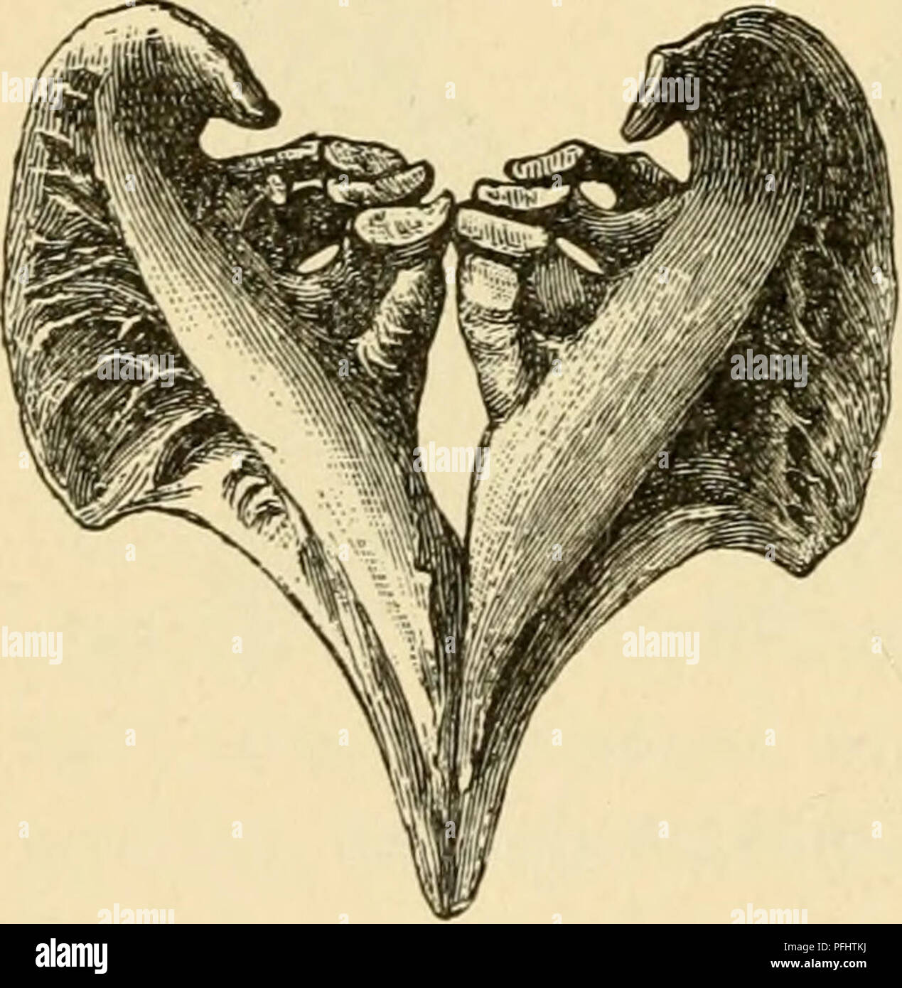 Jvf Fotos E Imagenes De Stock Alamy