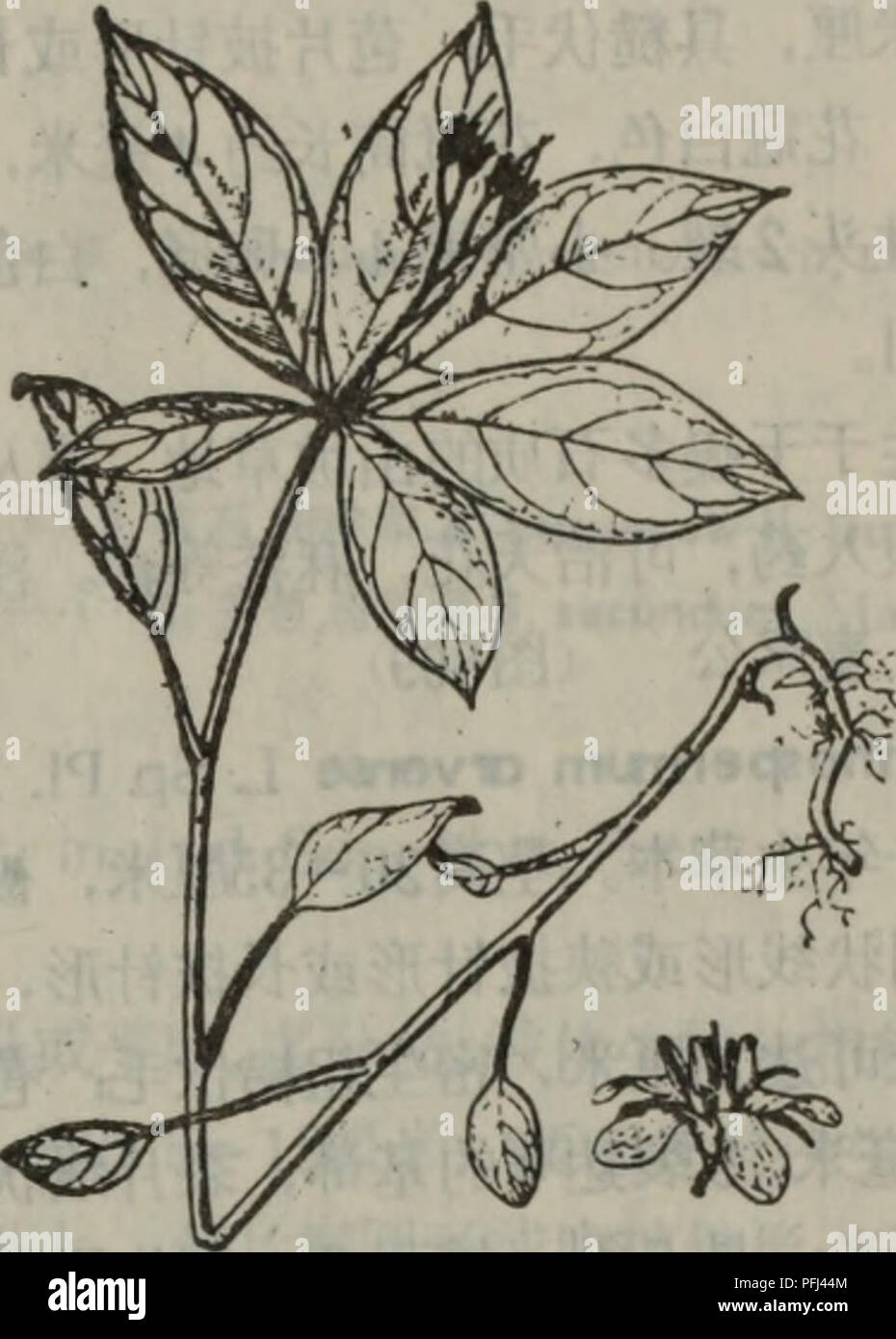 Da Lian Di Qu Zhi Wu Zhi Botanica A 807a Ea Brachybotrys Paridiformis Maxira 3 Ae C Ea Mertensia Roth A A Ceae I Ae C Ec I Ee Ci Aea C C Aeeºae Aºa E Aºci A C I A A Ae Eaecaec I Ae Eci Ea E Aºaeae C E Aº Eaaºa A I E A ºee Aeae C